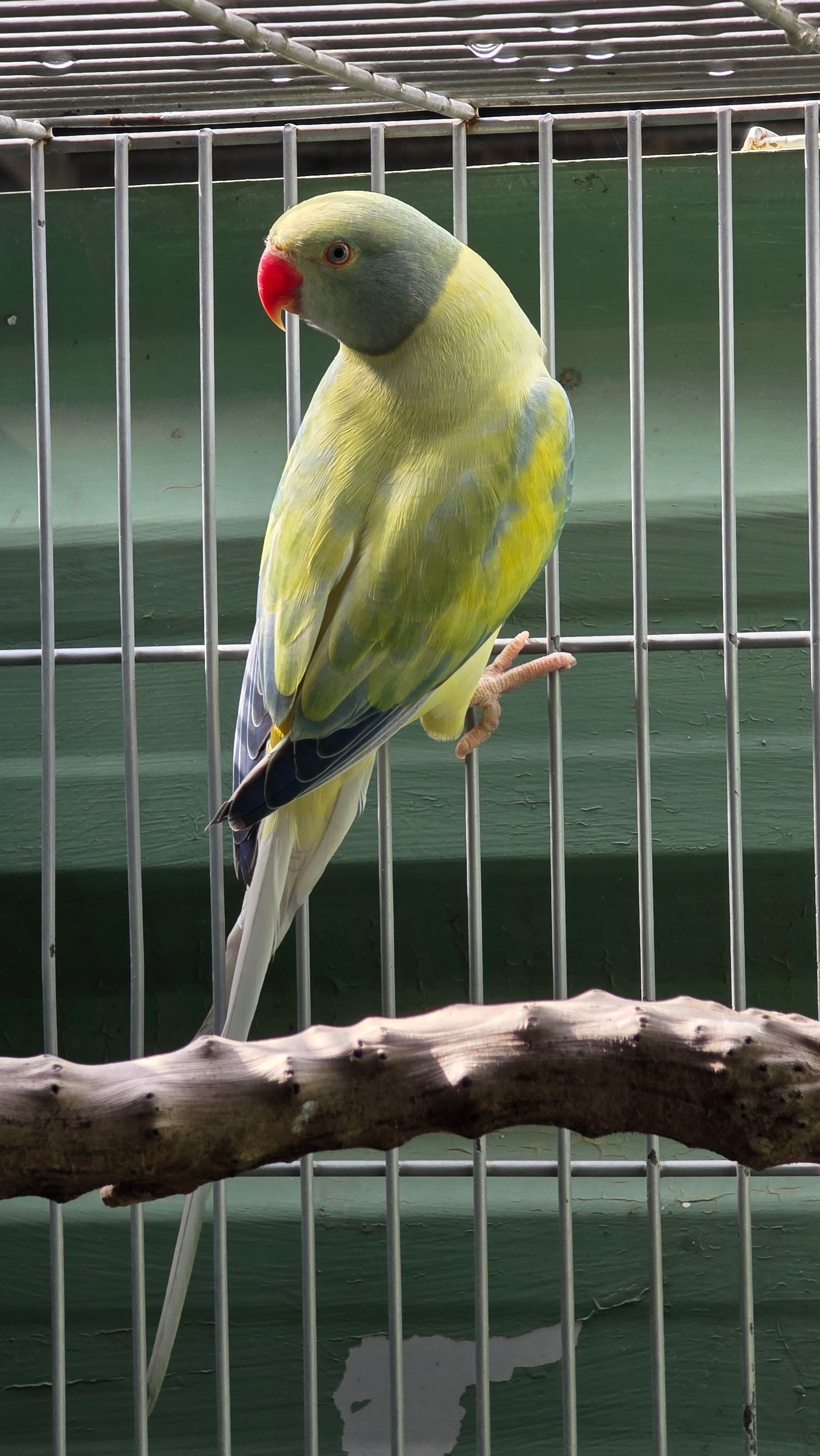 Imagem de Opalino Cleartail azul turquesa  - 2