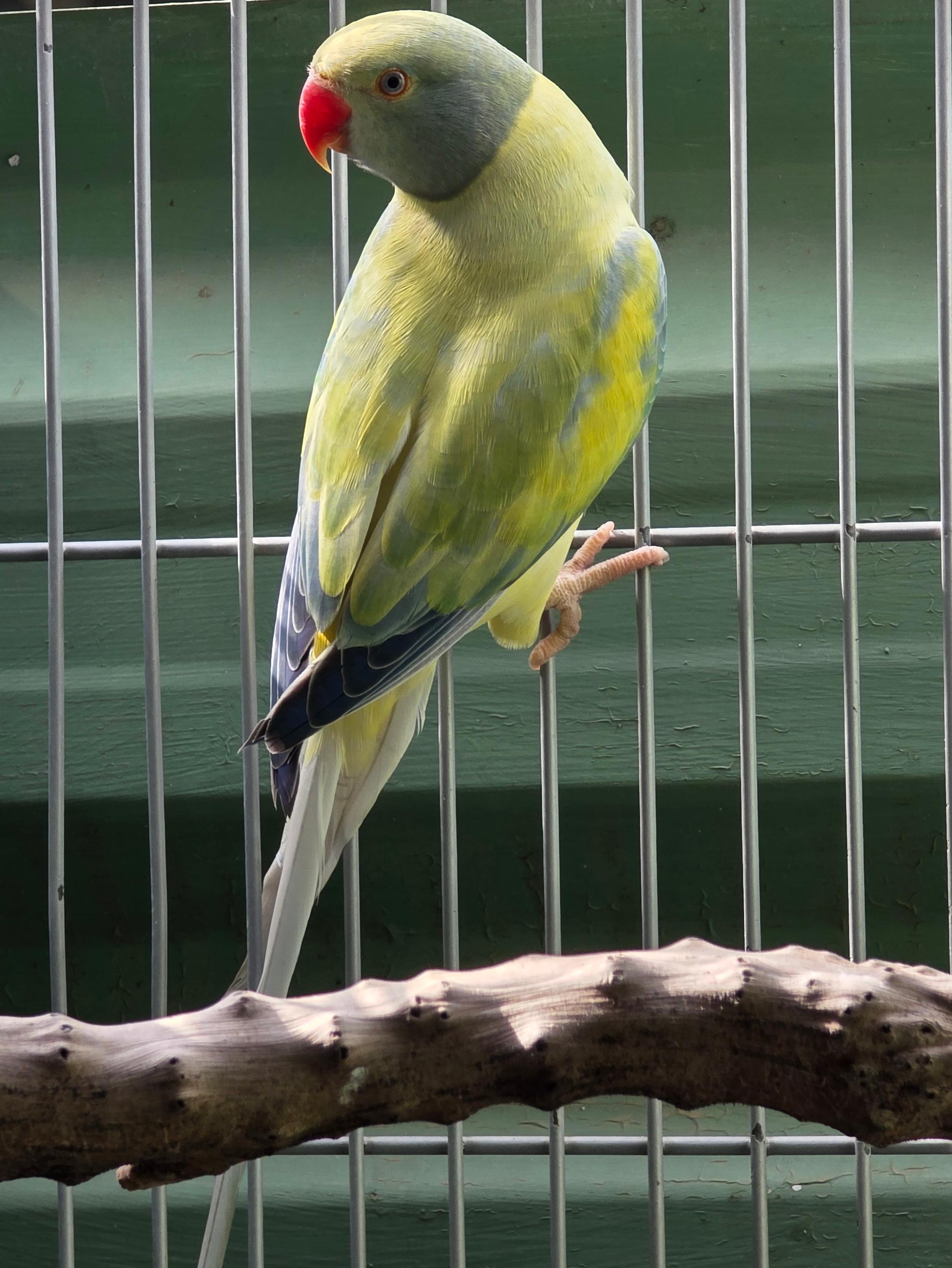 Imagem de Opalino Cleartail azul turquesa - 2