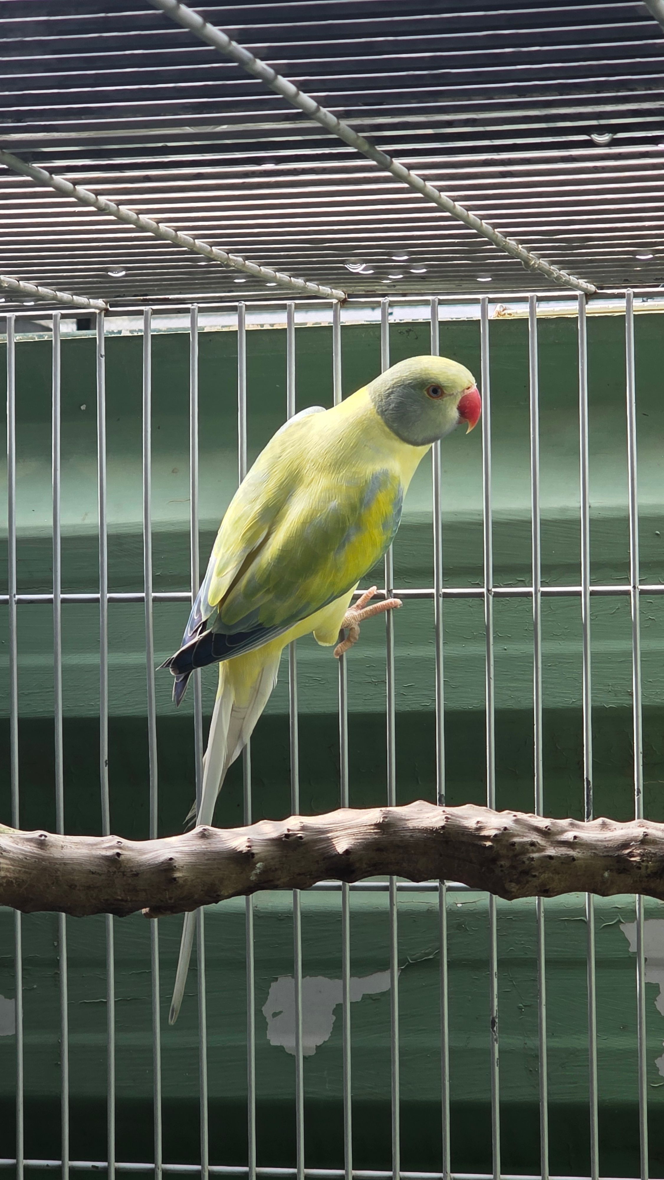 Imagem de Opalino Cleartail azul turquesa  - 0