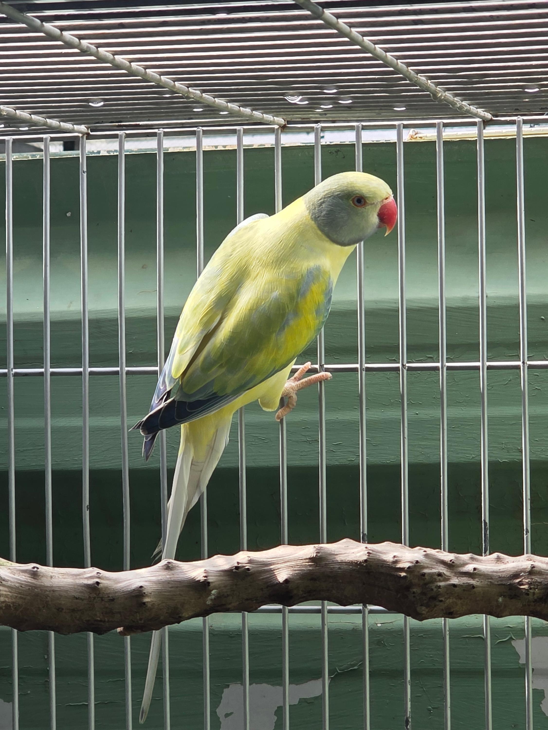 Opalino Cleartail azul turquesa