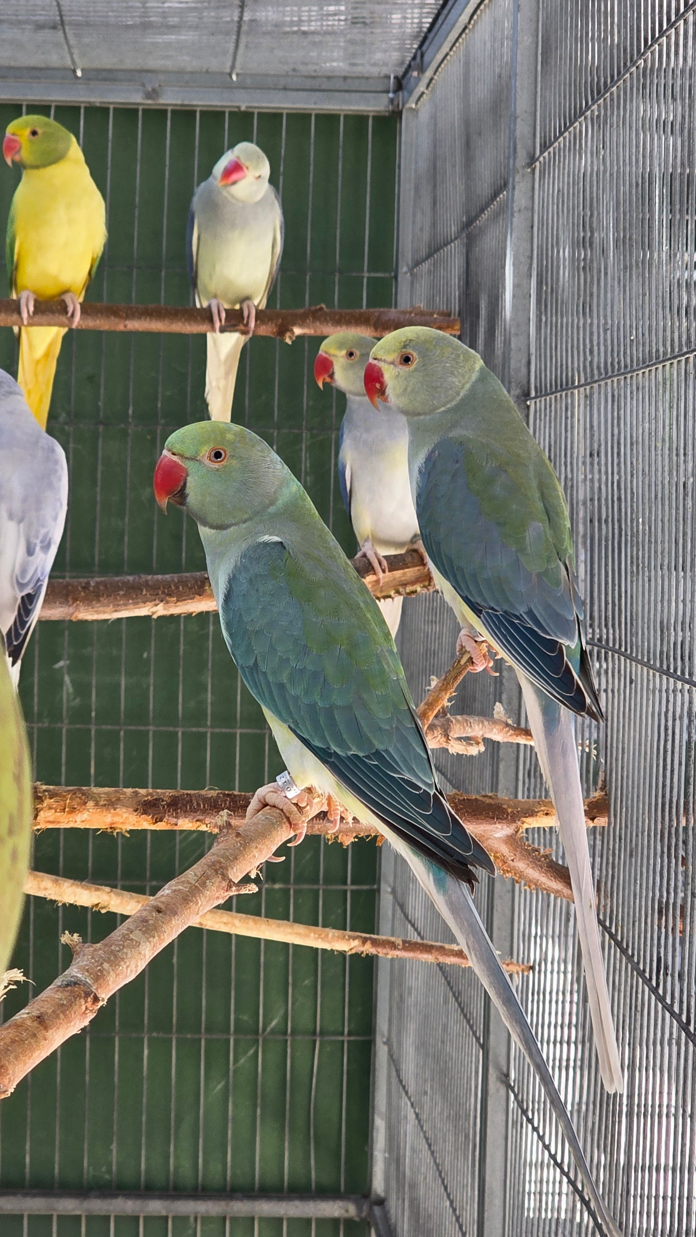 Imagem de Cleartail portador de Opalino - 0