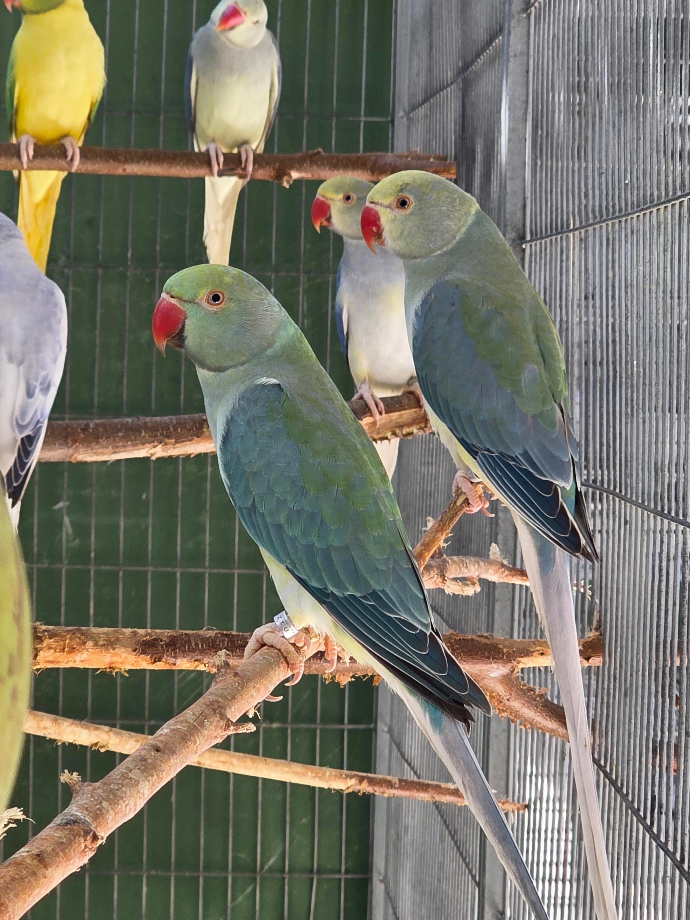 Thumbnail da imagem de Cleartail portador de Opalino - 0