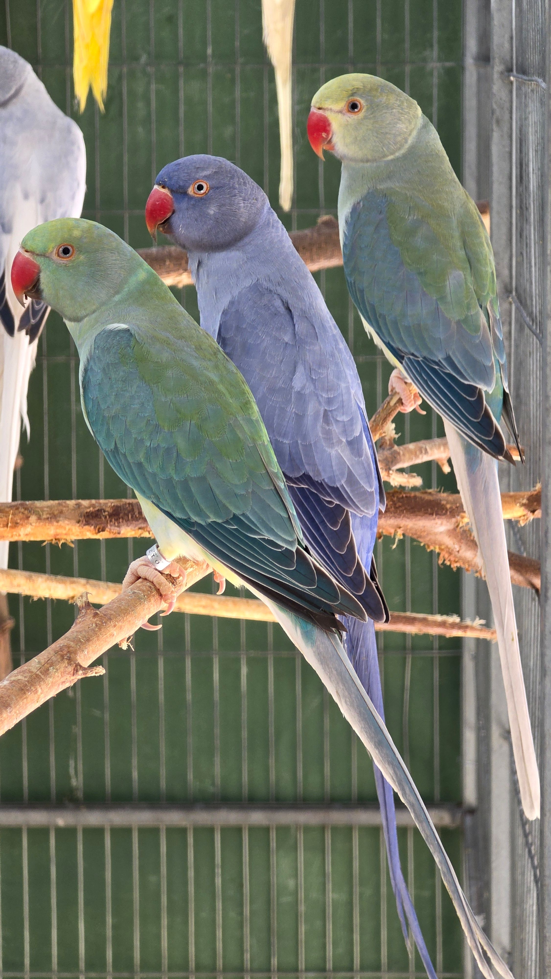 Imagem de Cleartail portador de Opalino - 1