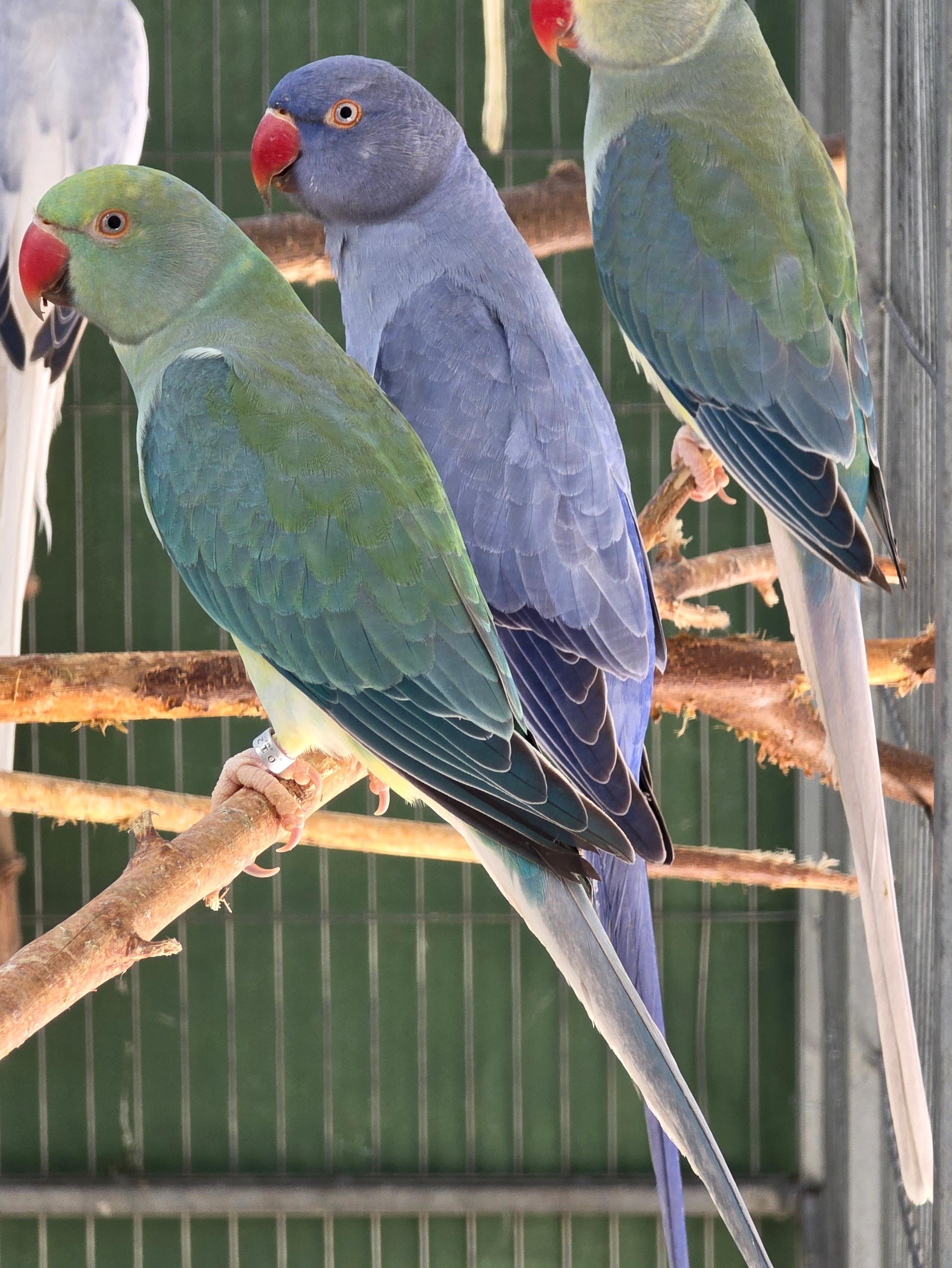 Imagem de Cleartail portador de Opalino - 1