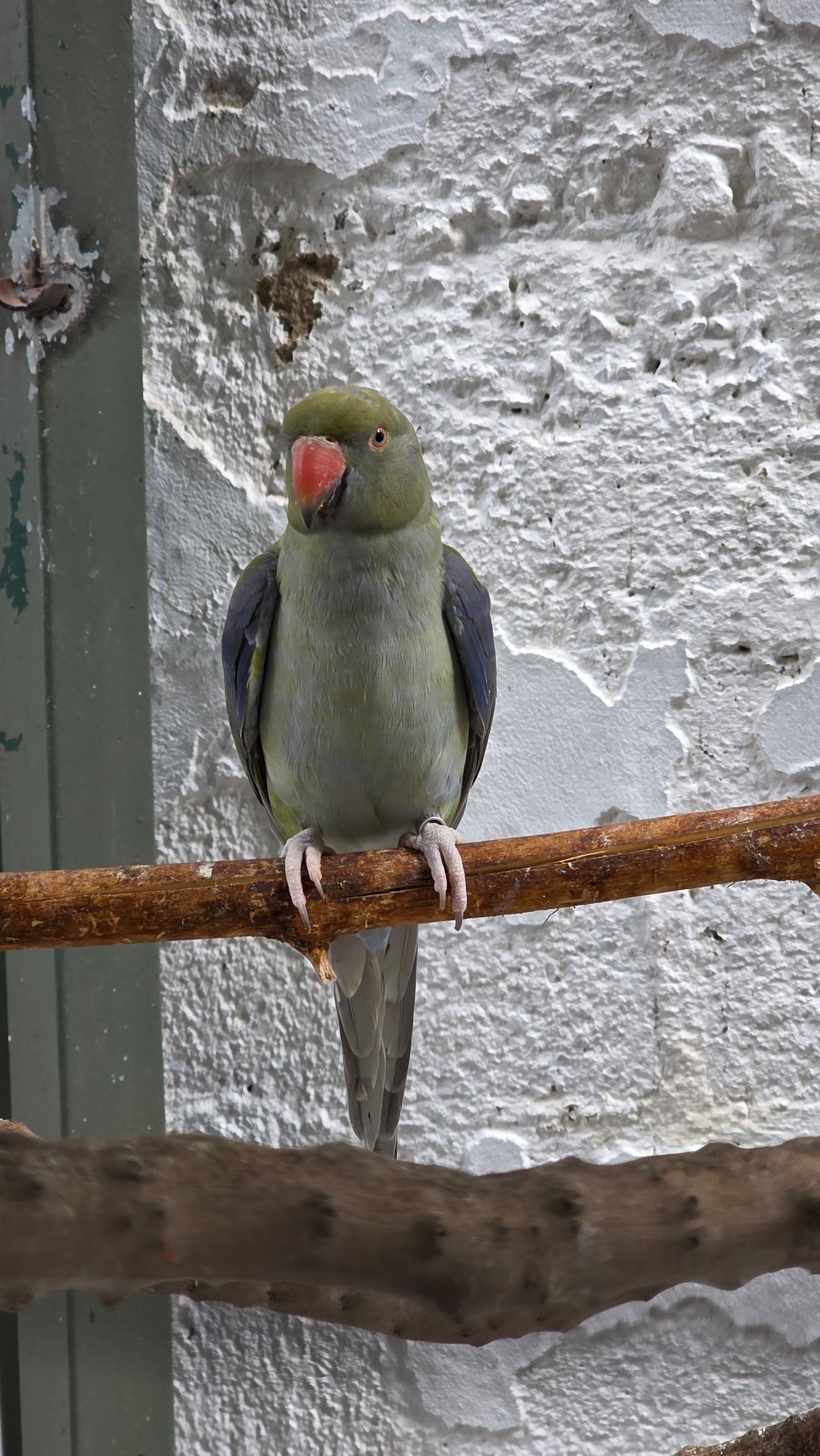 Violeta portando Cleartail