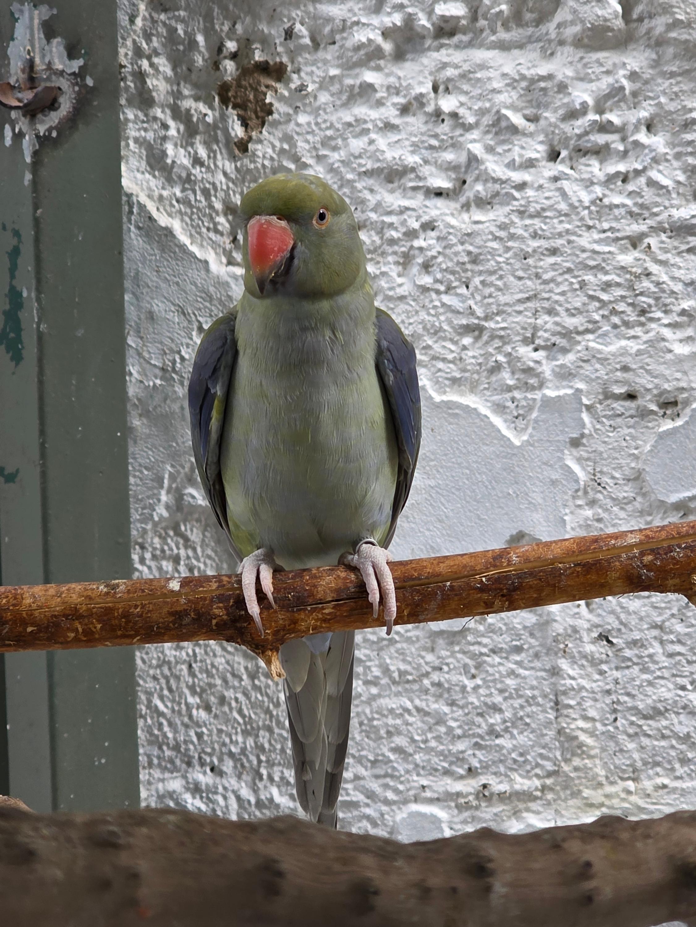 Imagem de Violeta portando Cleartail - 0