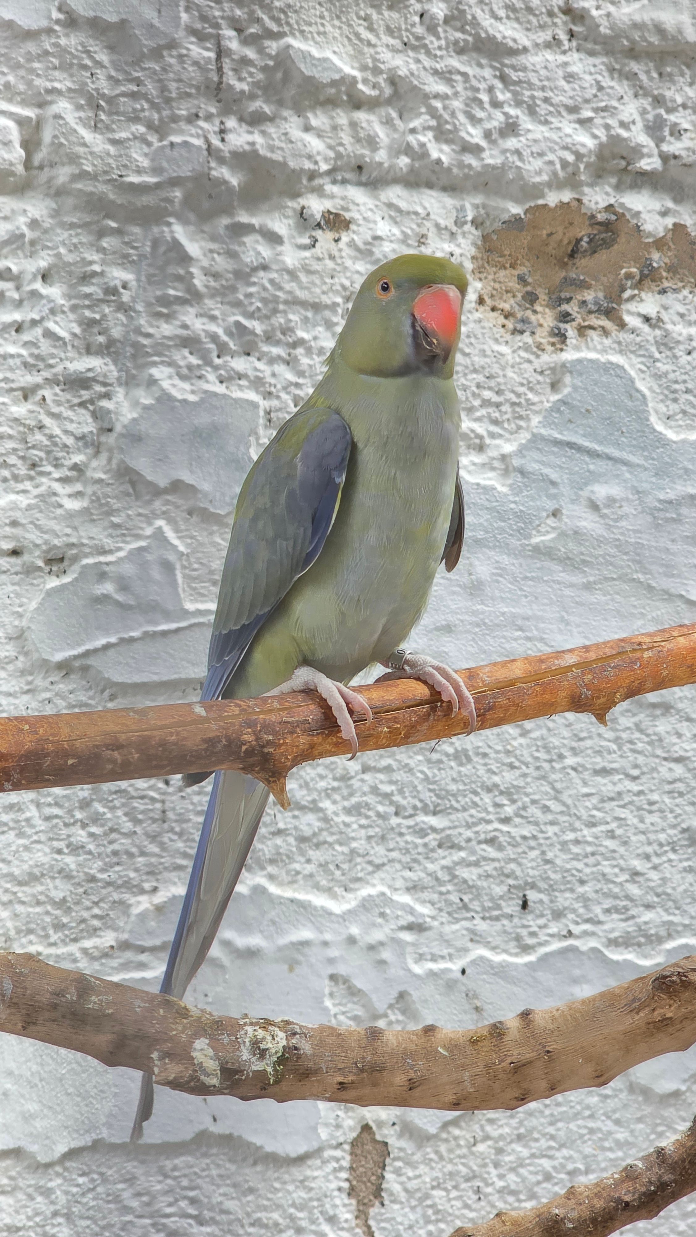 Violeta portando Cleartail