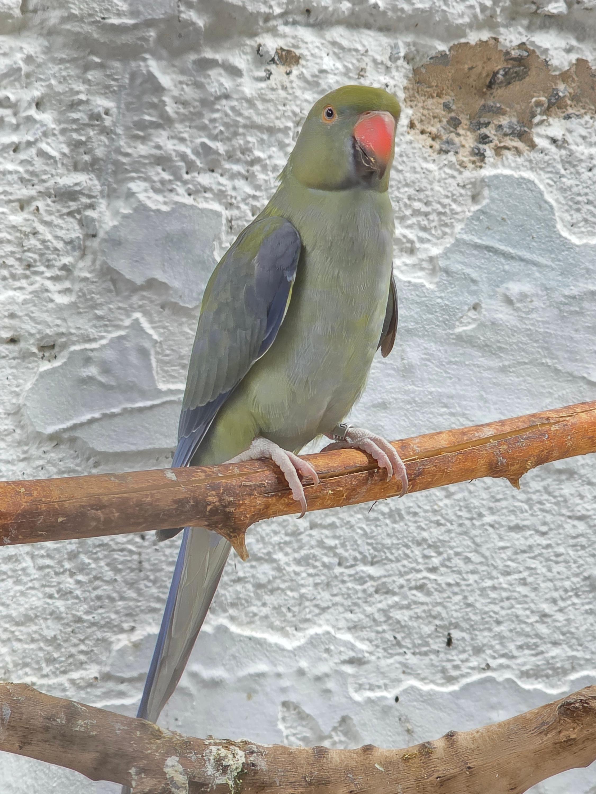 Thumbnail da imagem de Violeta portando Cleartail - 1