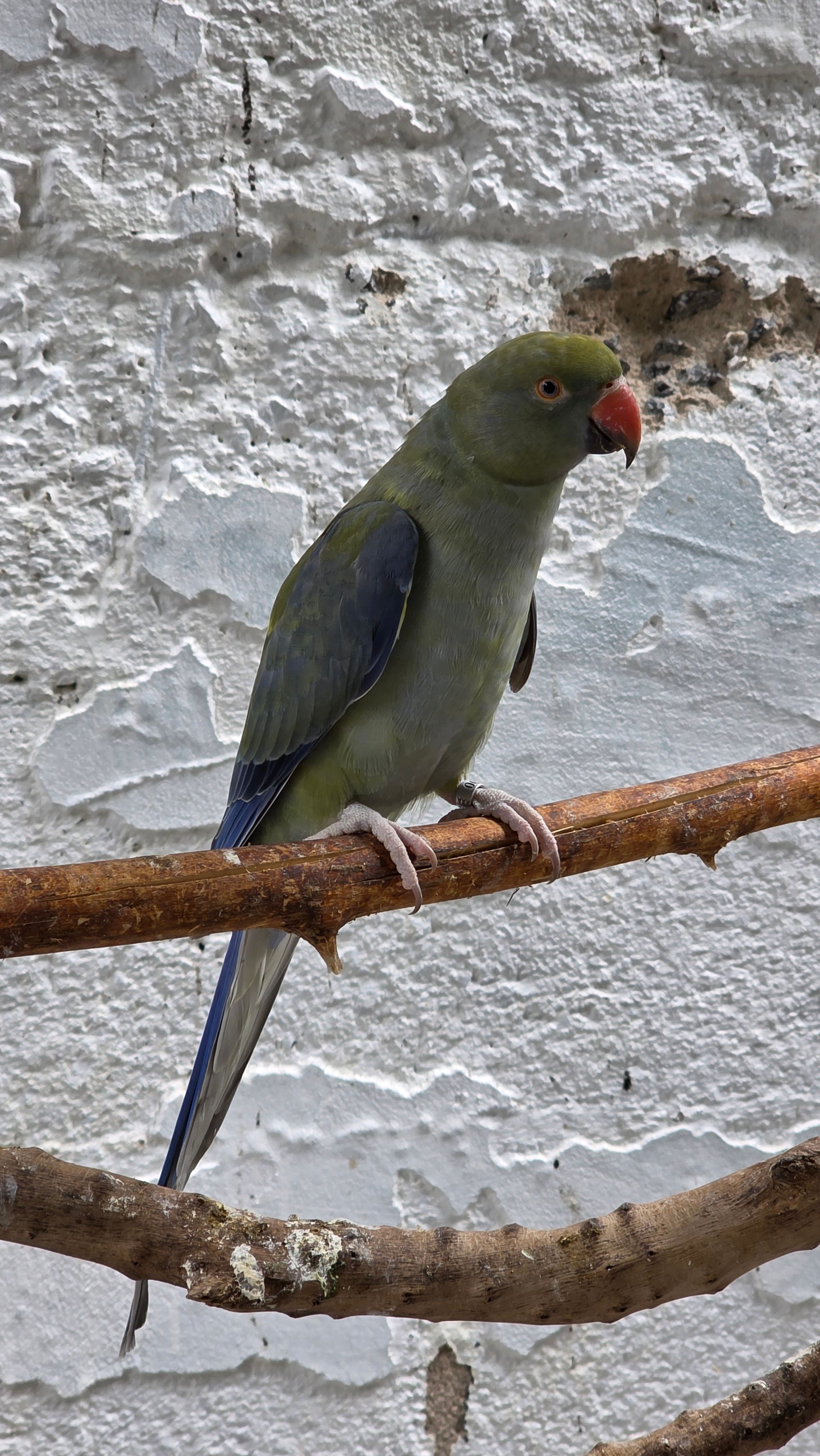 Violeta portando Cleartail