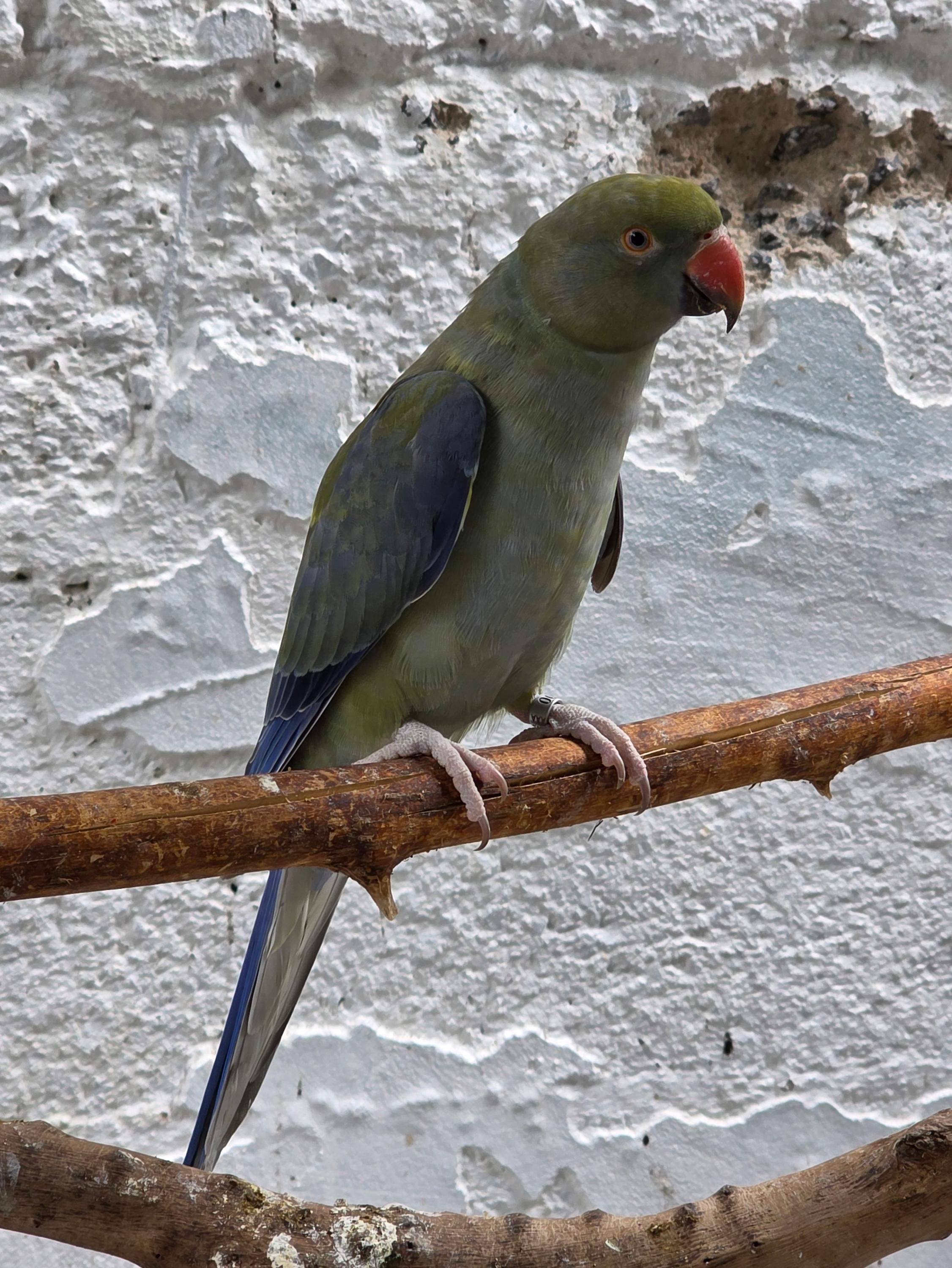 Imagem de Violeta portando Cleartail - 2