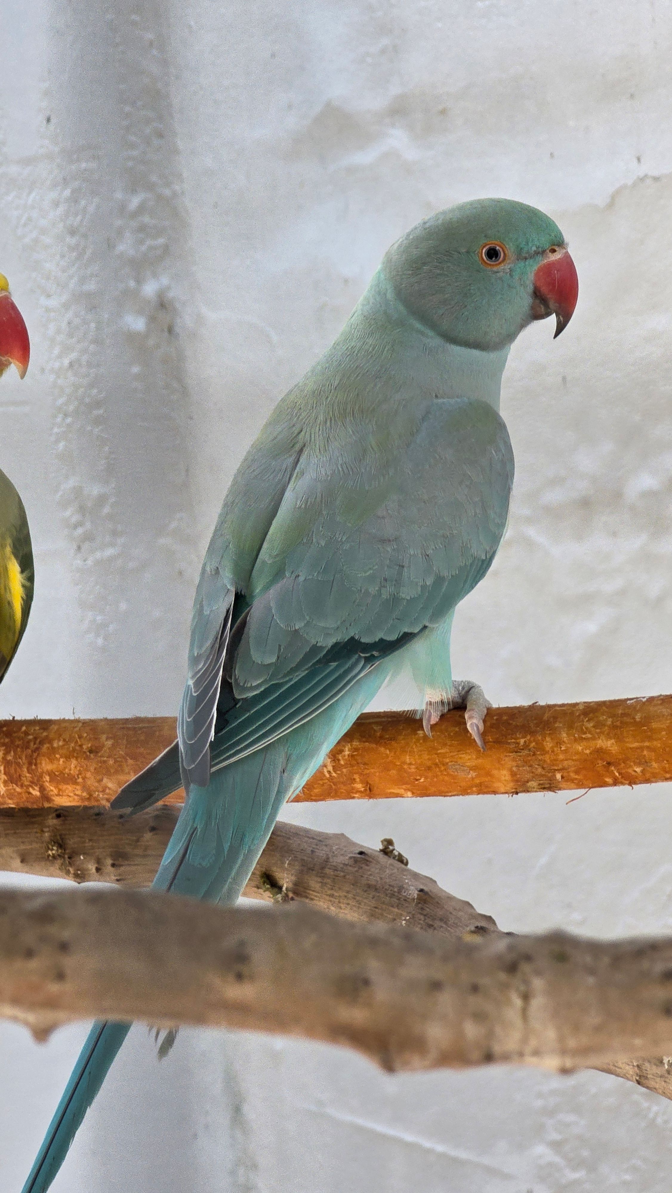 Imagem de Azul Duplo Portador Cleartail e Opalino  - 0