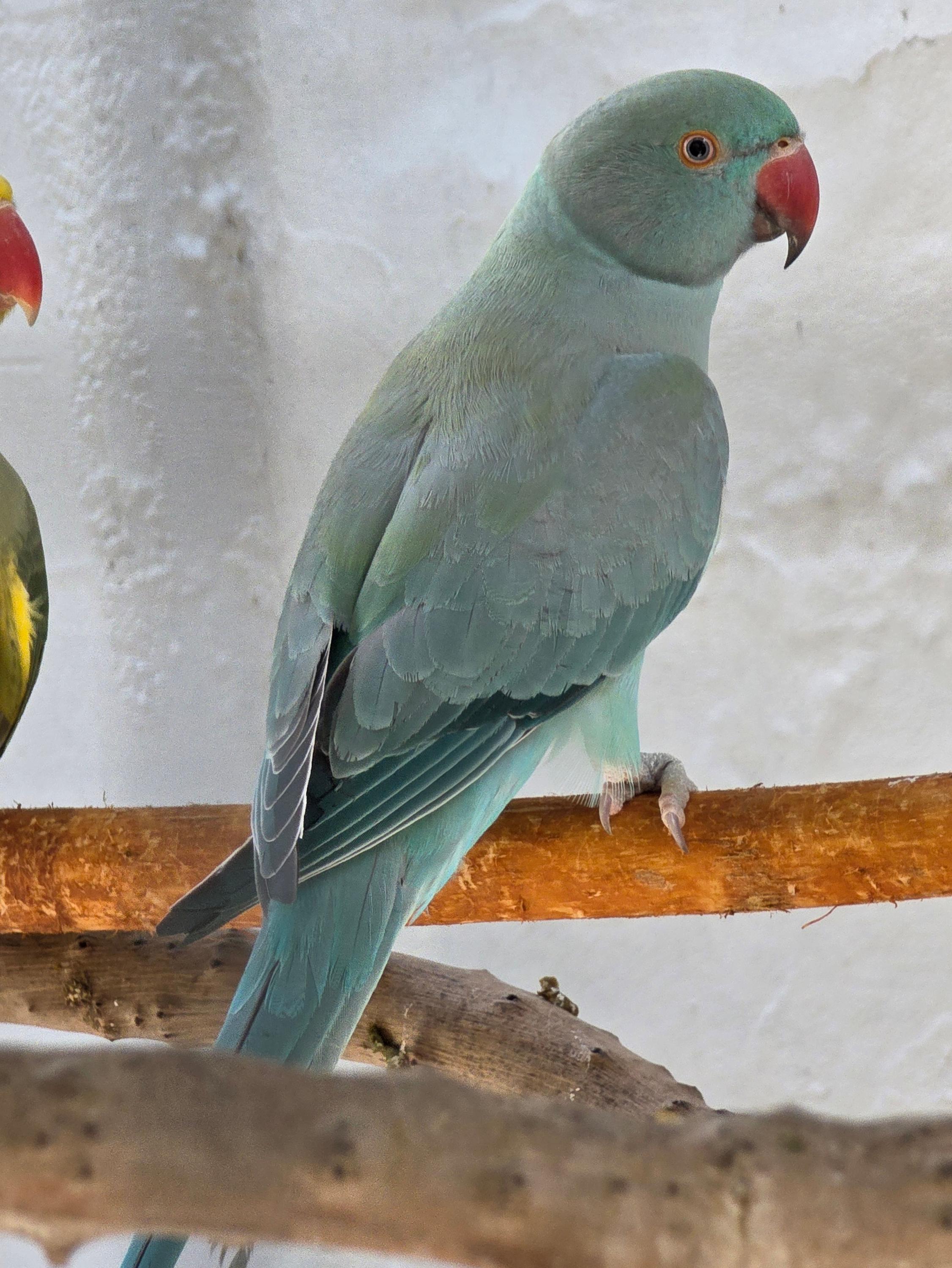 Imagem de Azul Duplo Portador Cleartail e Opalino - 0