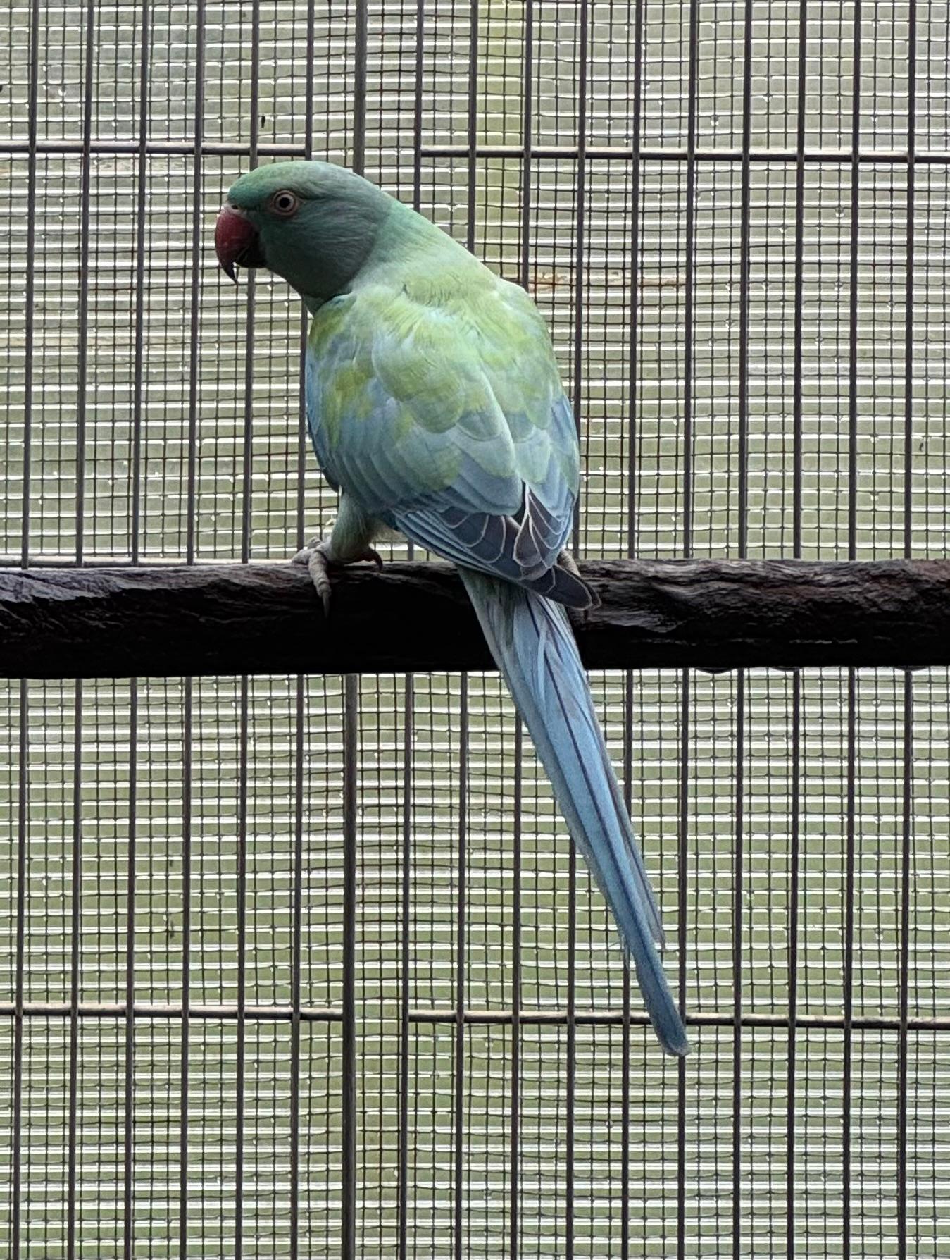 Thumbnail da imagem de Fêmea Opalina Turquesa/Cleartail - 0