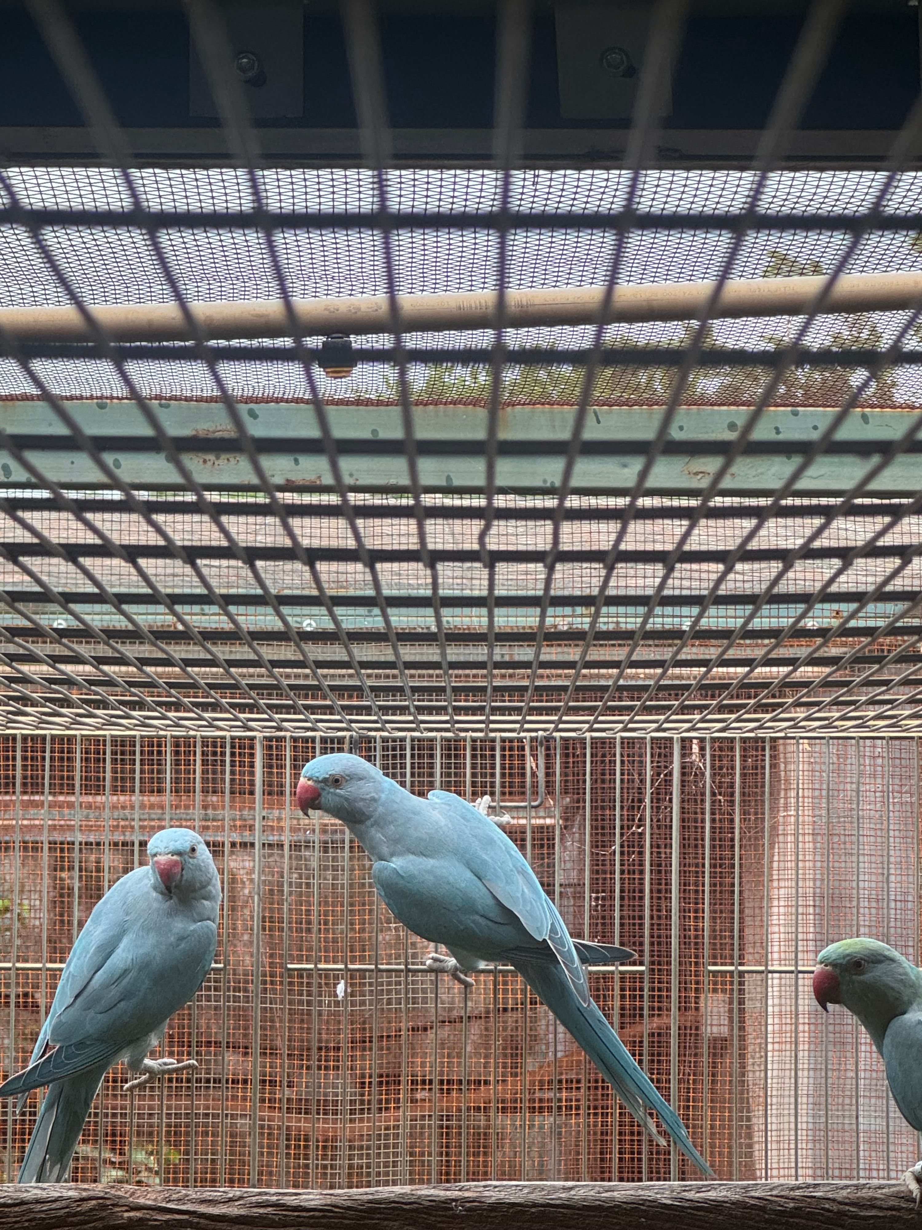 Macho Azul/Cleartail pp Opalino