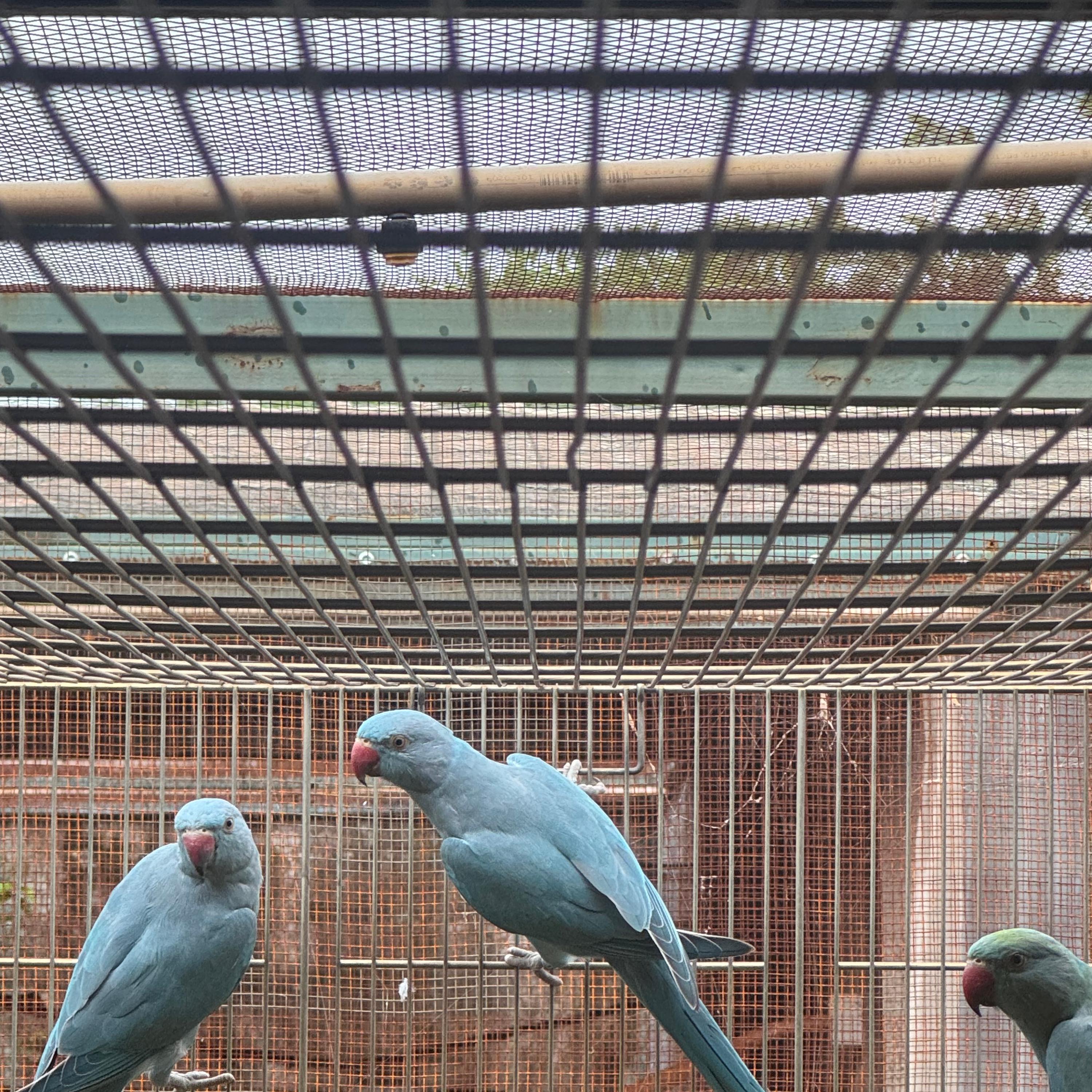 Imagem de Macho Azul/Cleartail pp Opalino - 0