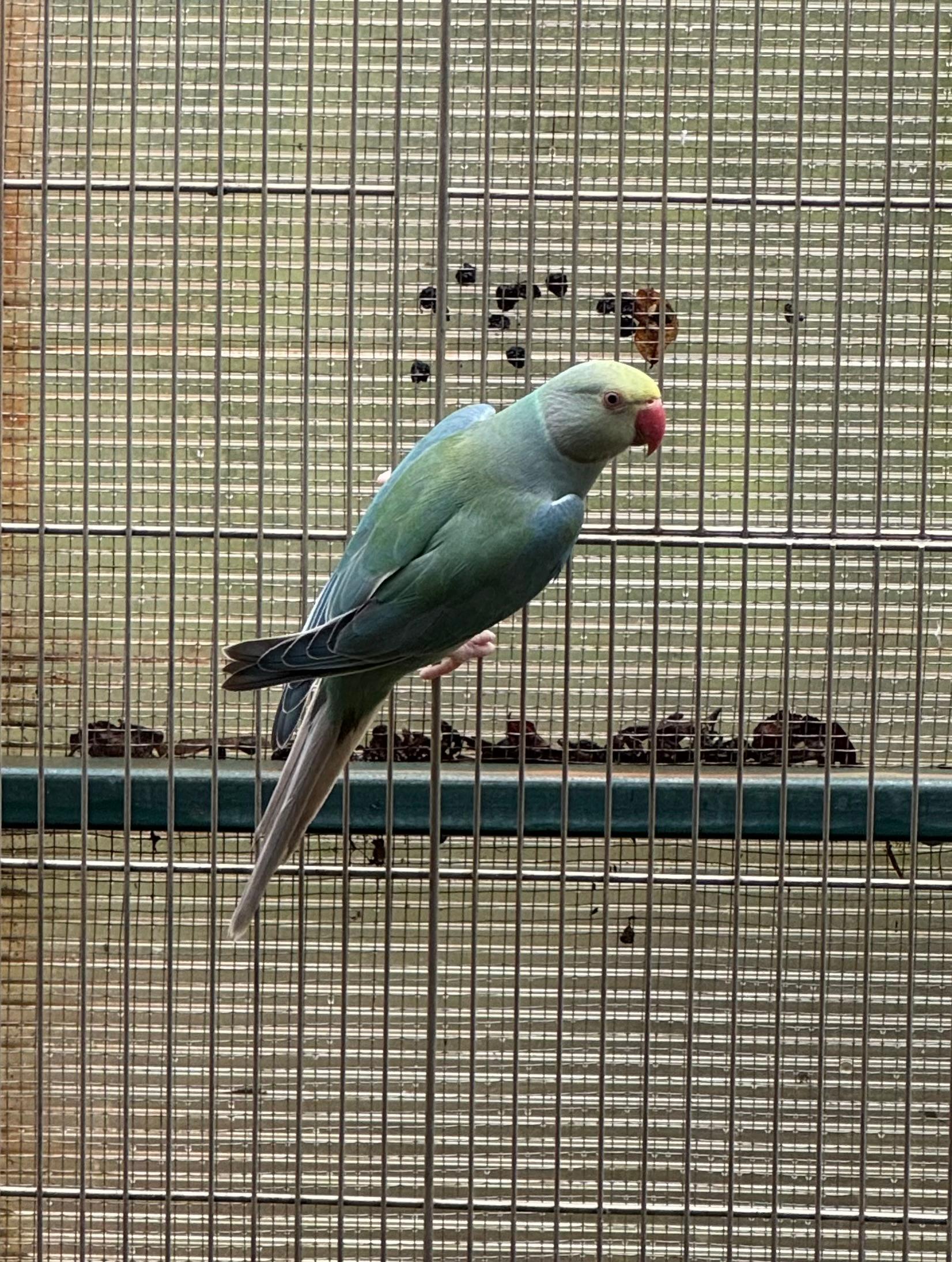 Imagem de Cleartail Azul Turquesa - 0