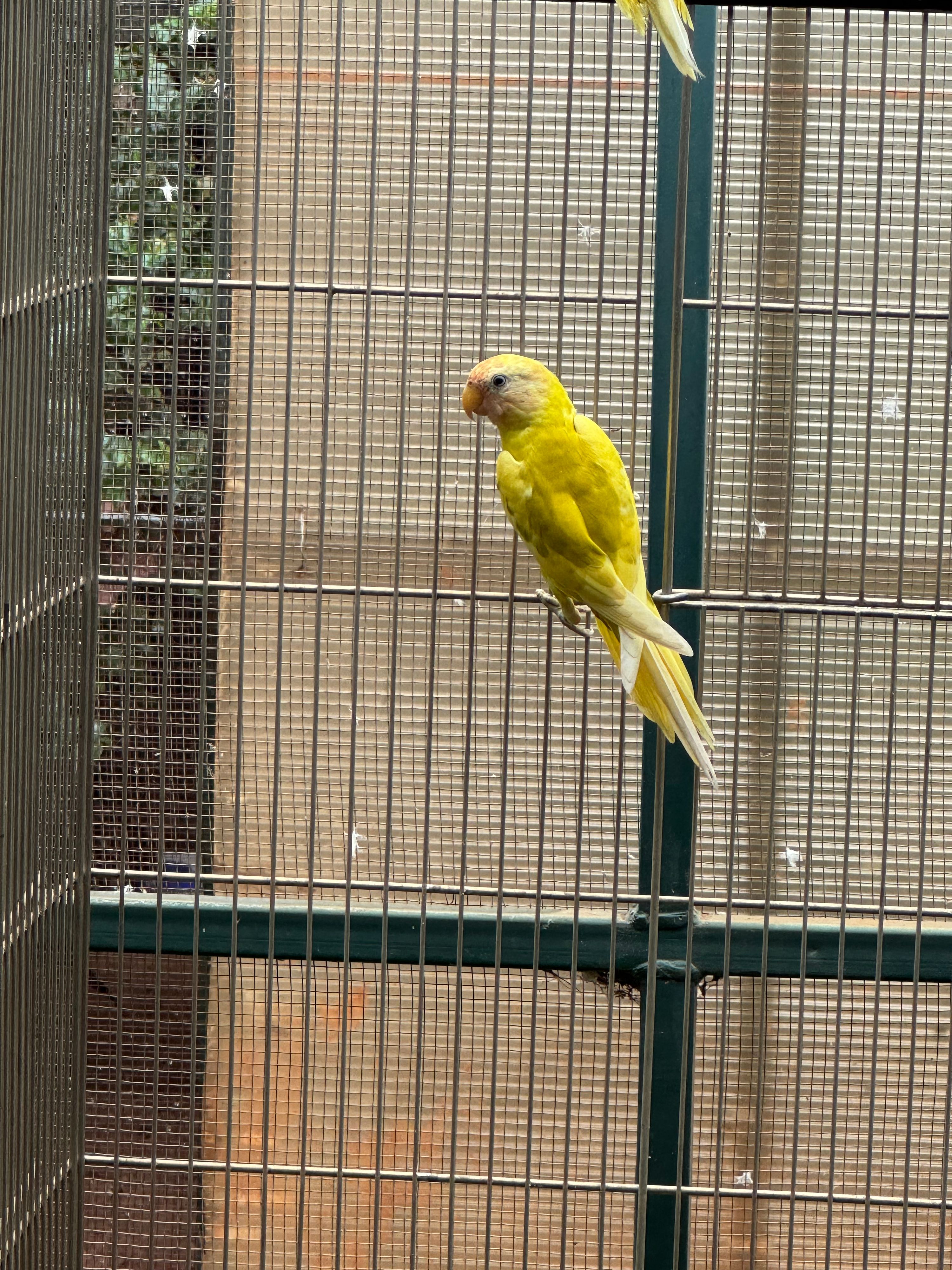 Macho Diluído pp Opalino