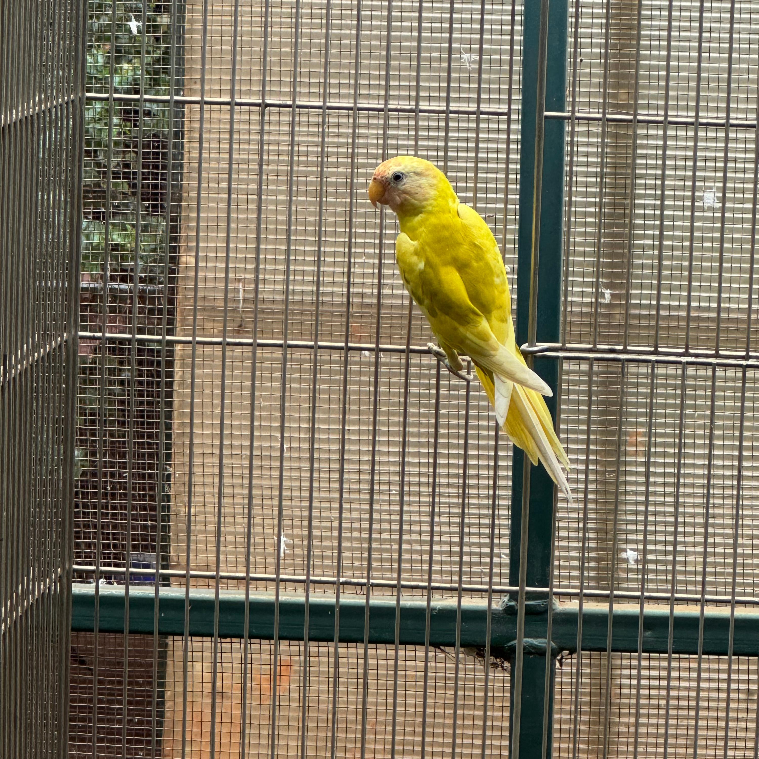 Macho Diluído pp Opalino