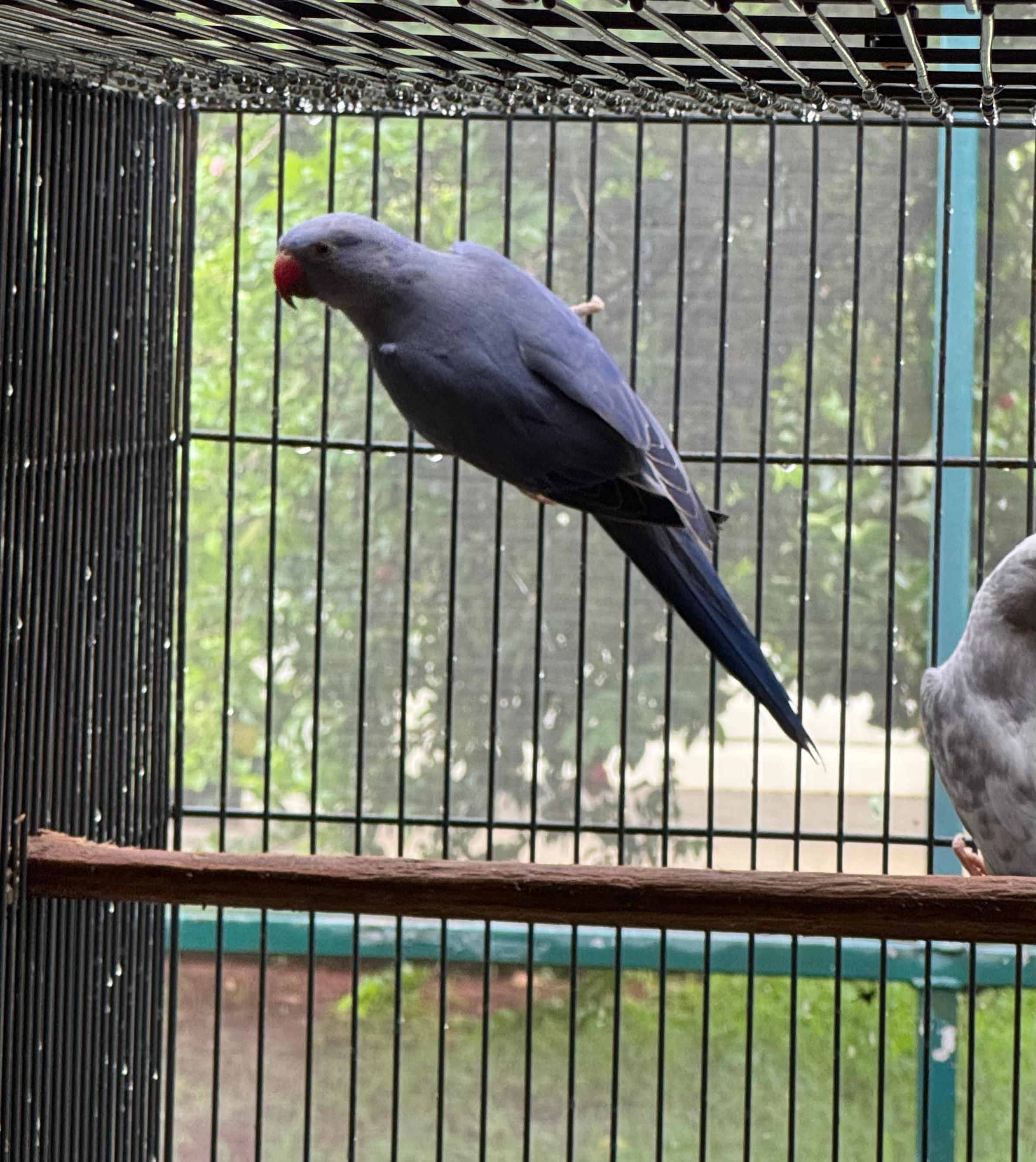 Imagem de Macho Violeta/Arl Recessivo - 0