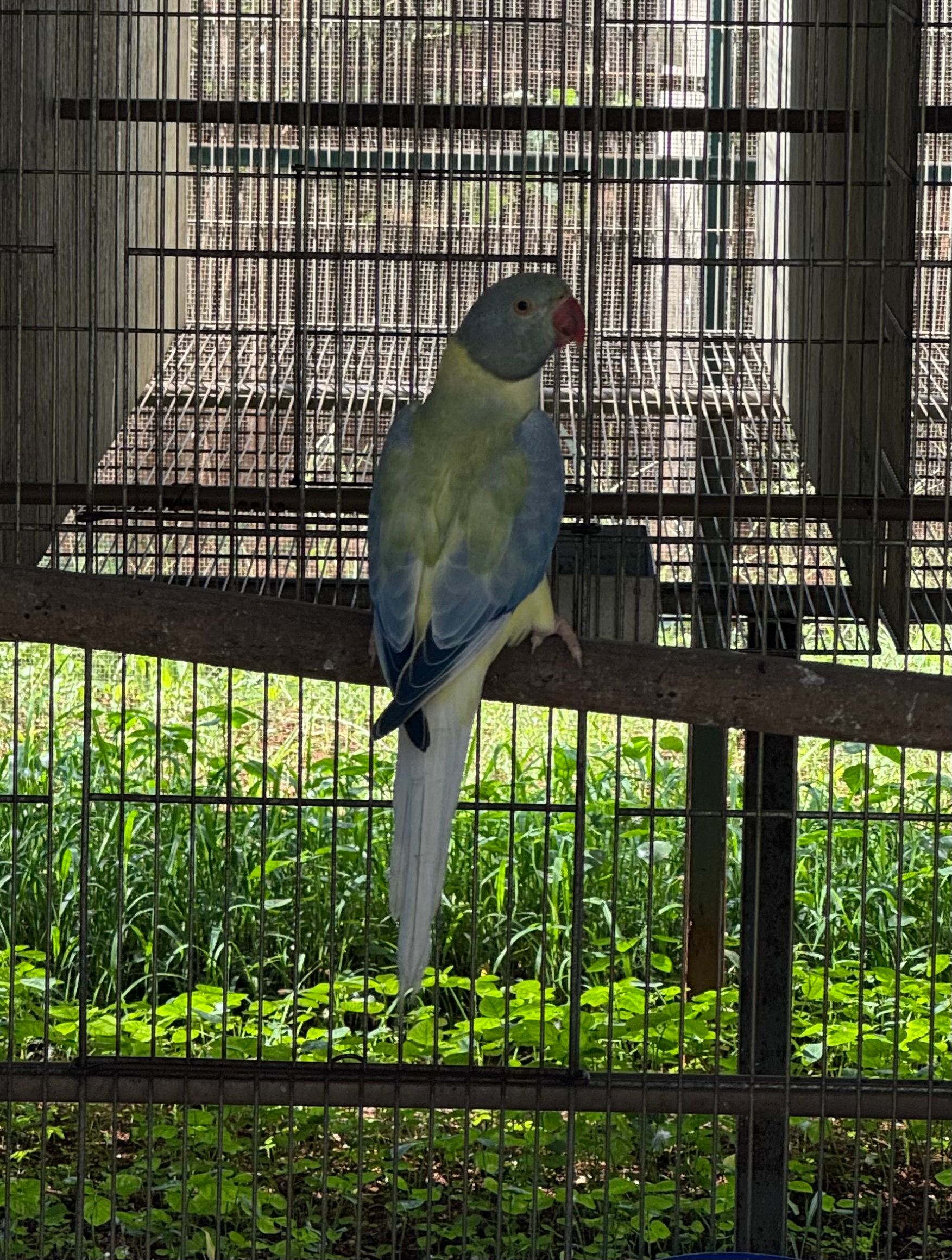 Macho Opalino Cleartail Violeta Turquesa