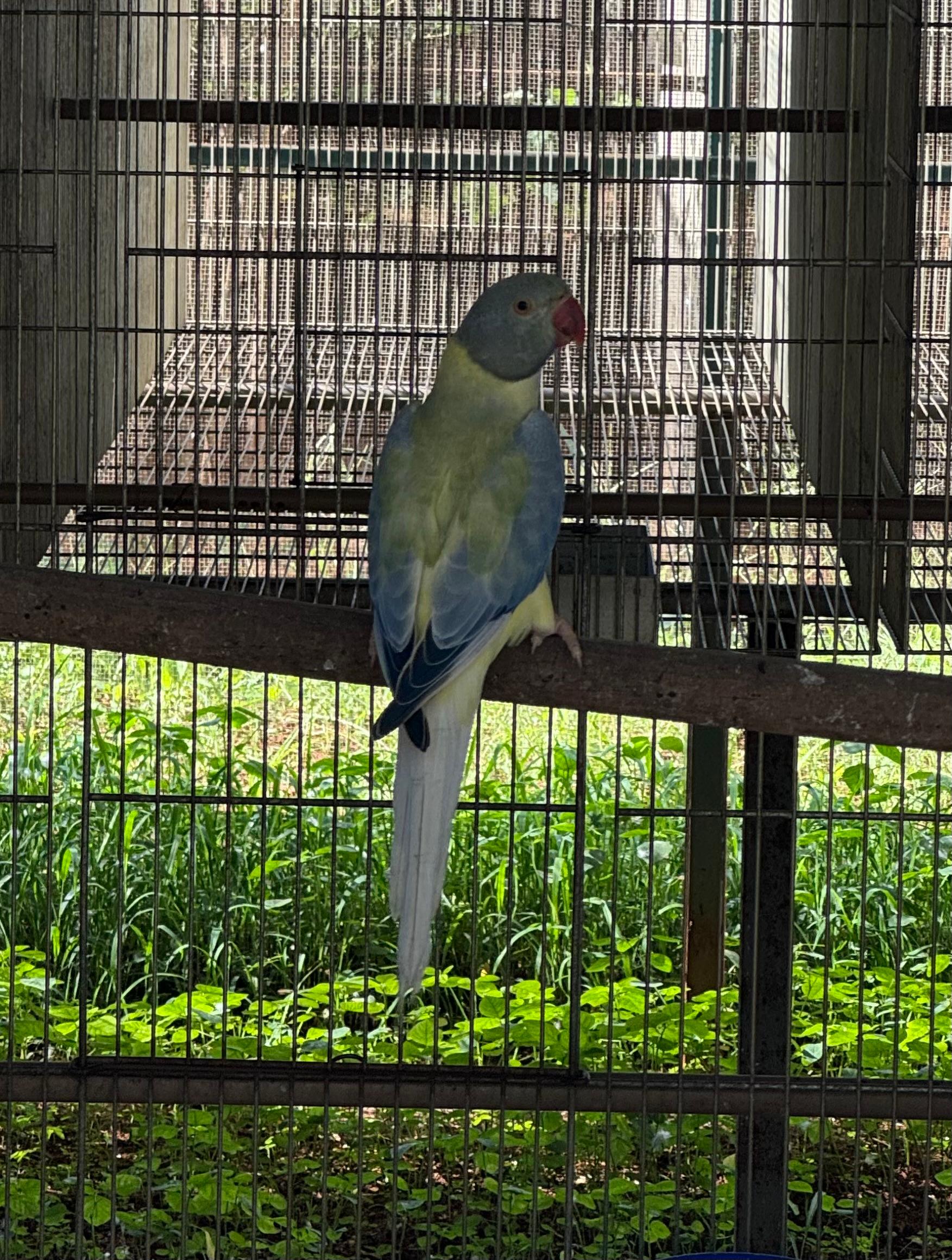 Thumbnail da imagem de Macho Opalino Cleartail Violeta Turquesa - 0