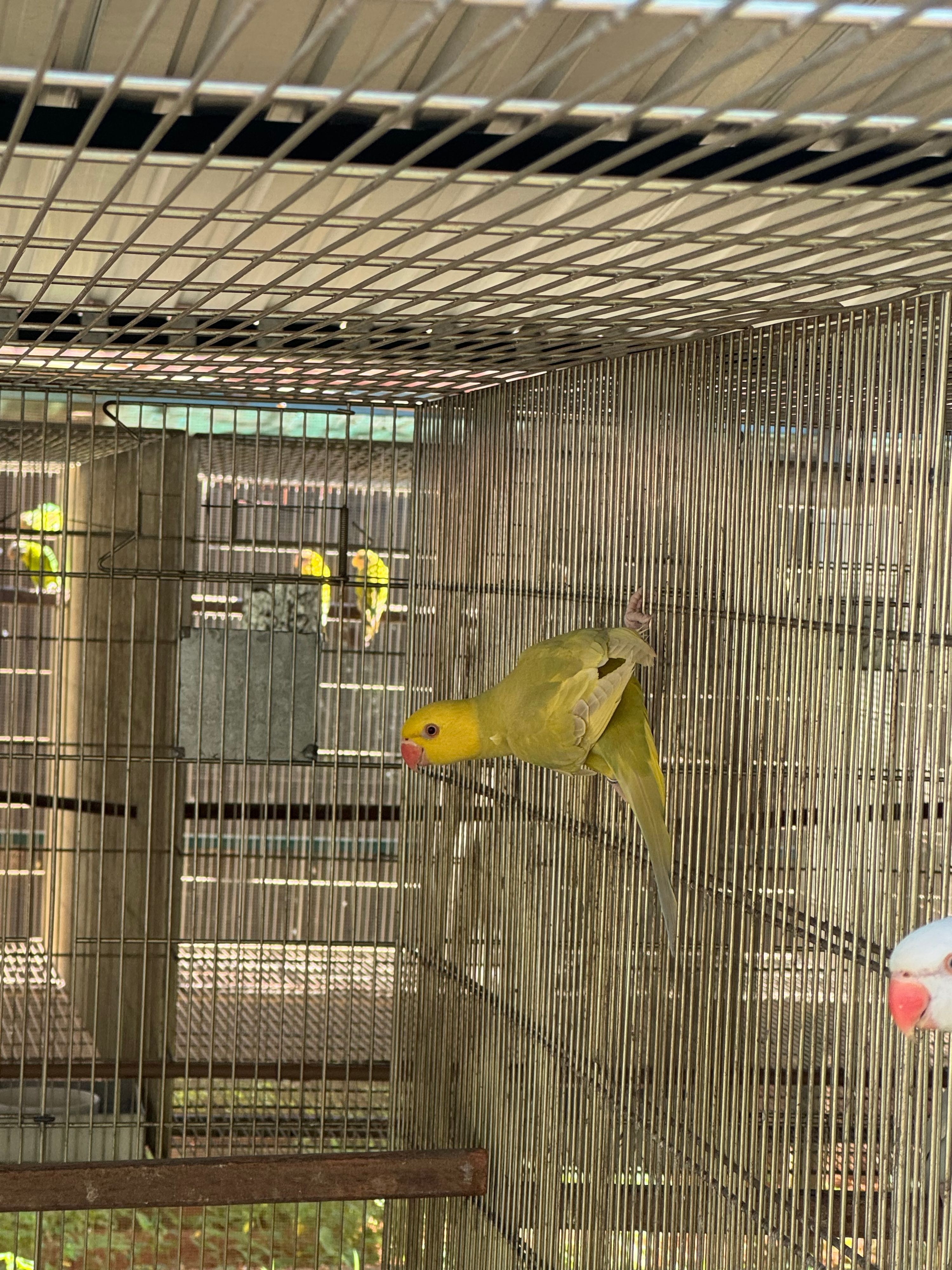 Macho Pallid Verde Violeta