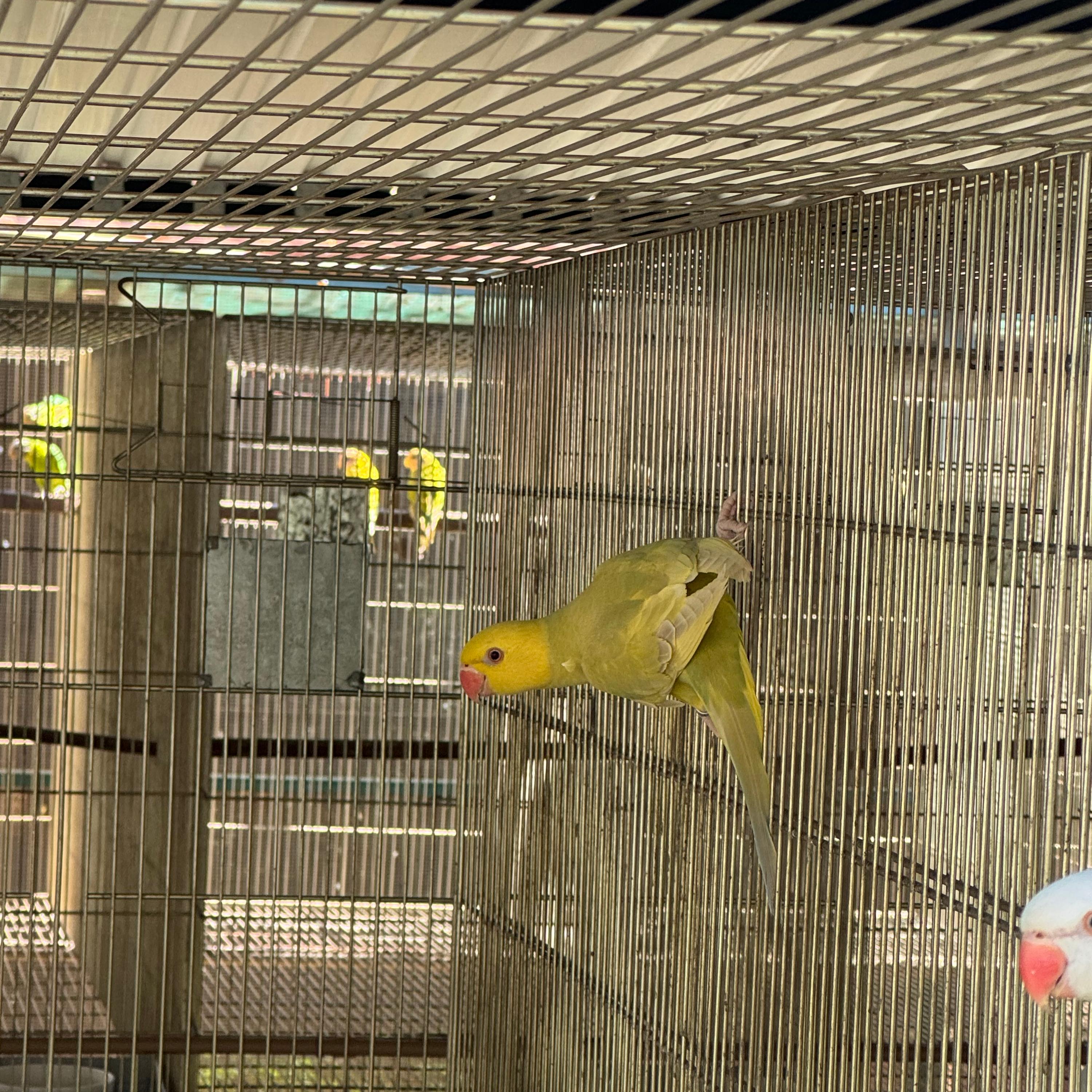 Macho Pallid Verde Violeta