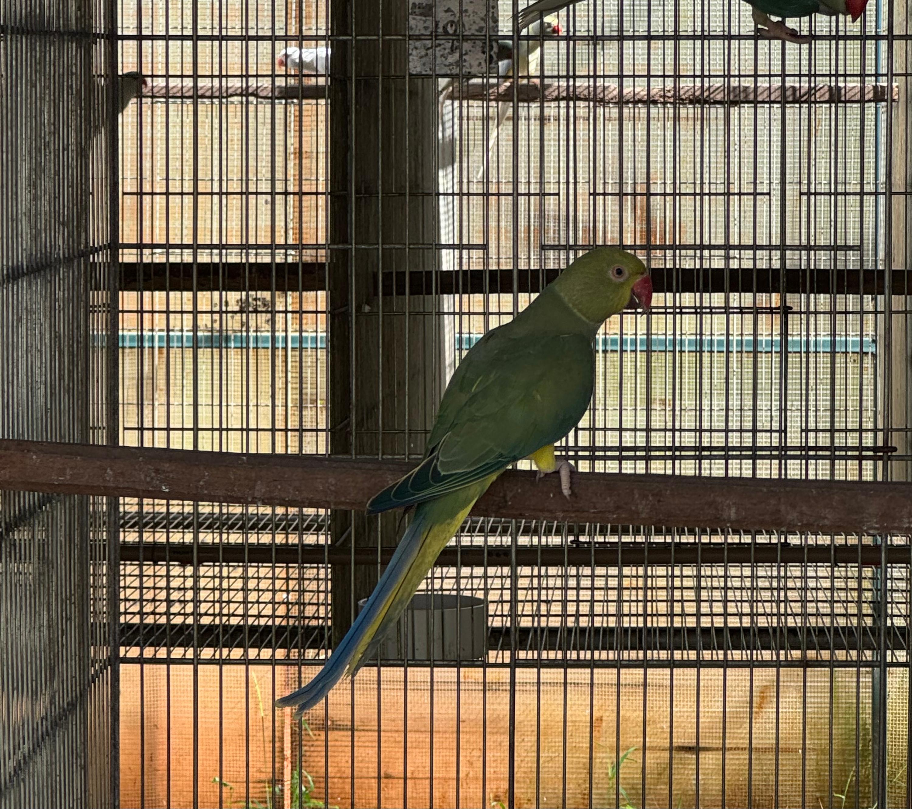 Imagem de Macho Cleartail Verde Violeta - 0