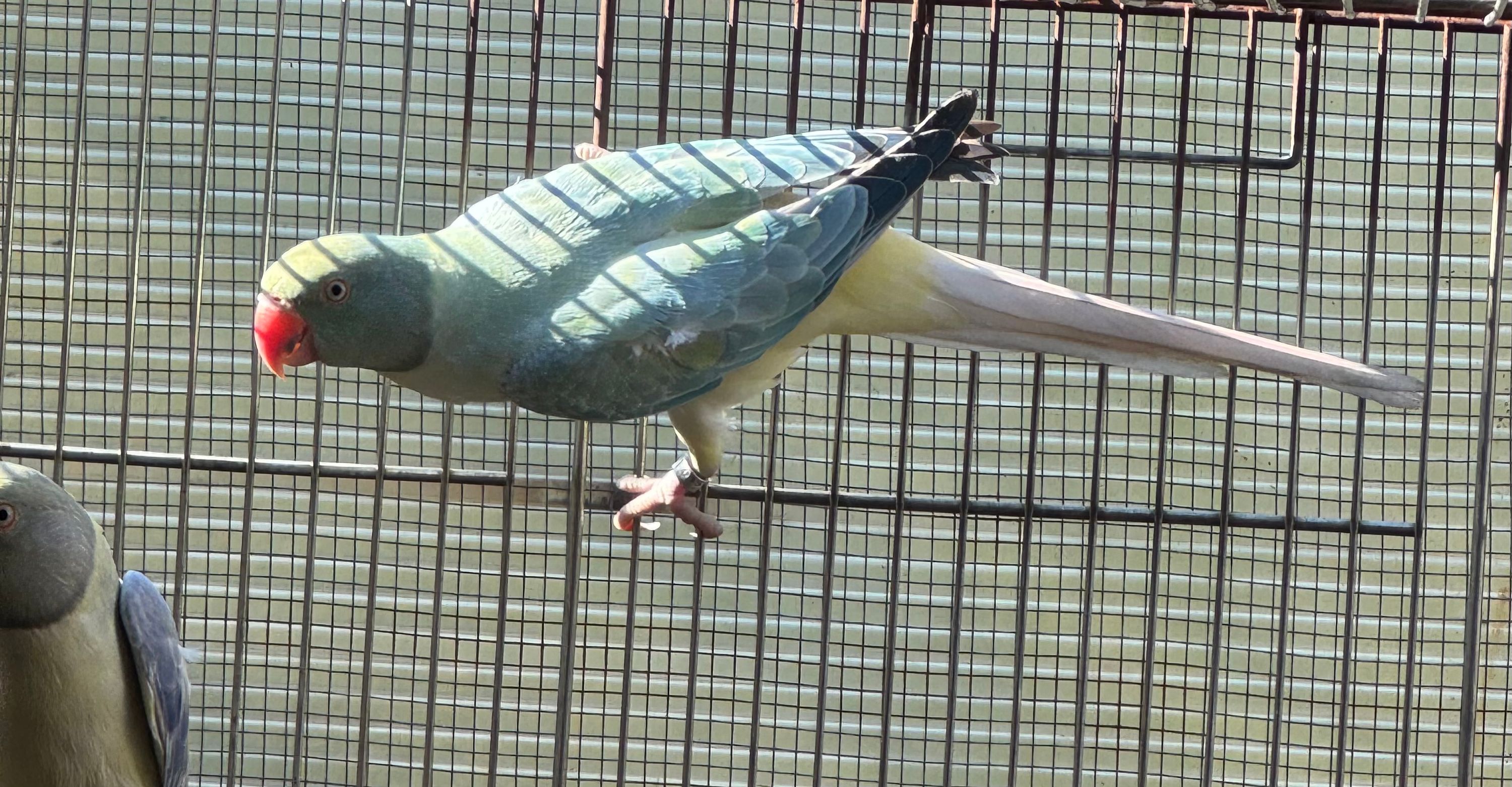 Fêmea Opalina Cleartail Azul Turquesa