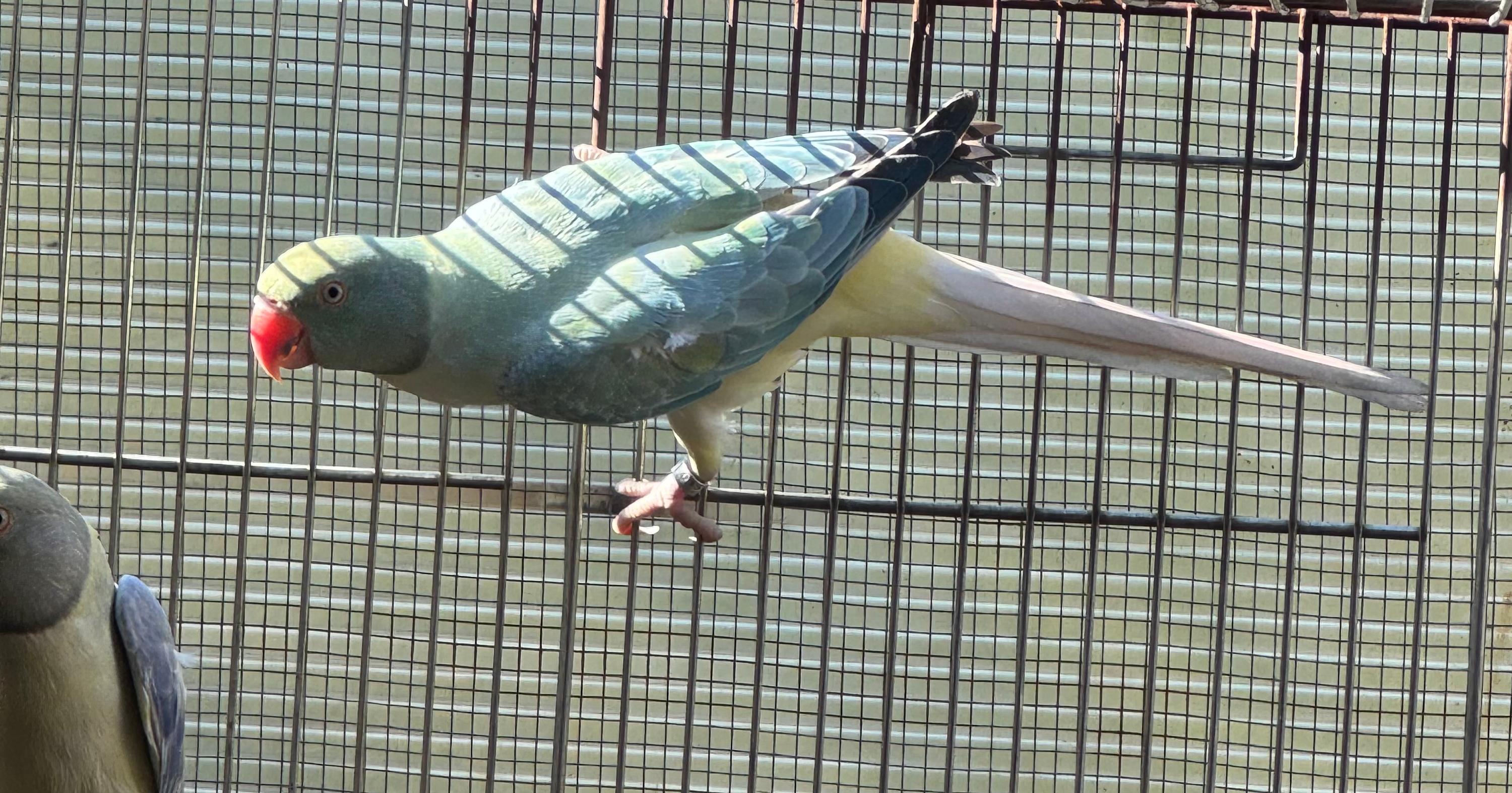 Thumbnail da imagem de Fêmea Opalina Cleartail Azul Turquesa - 0