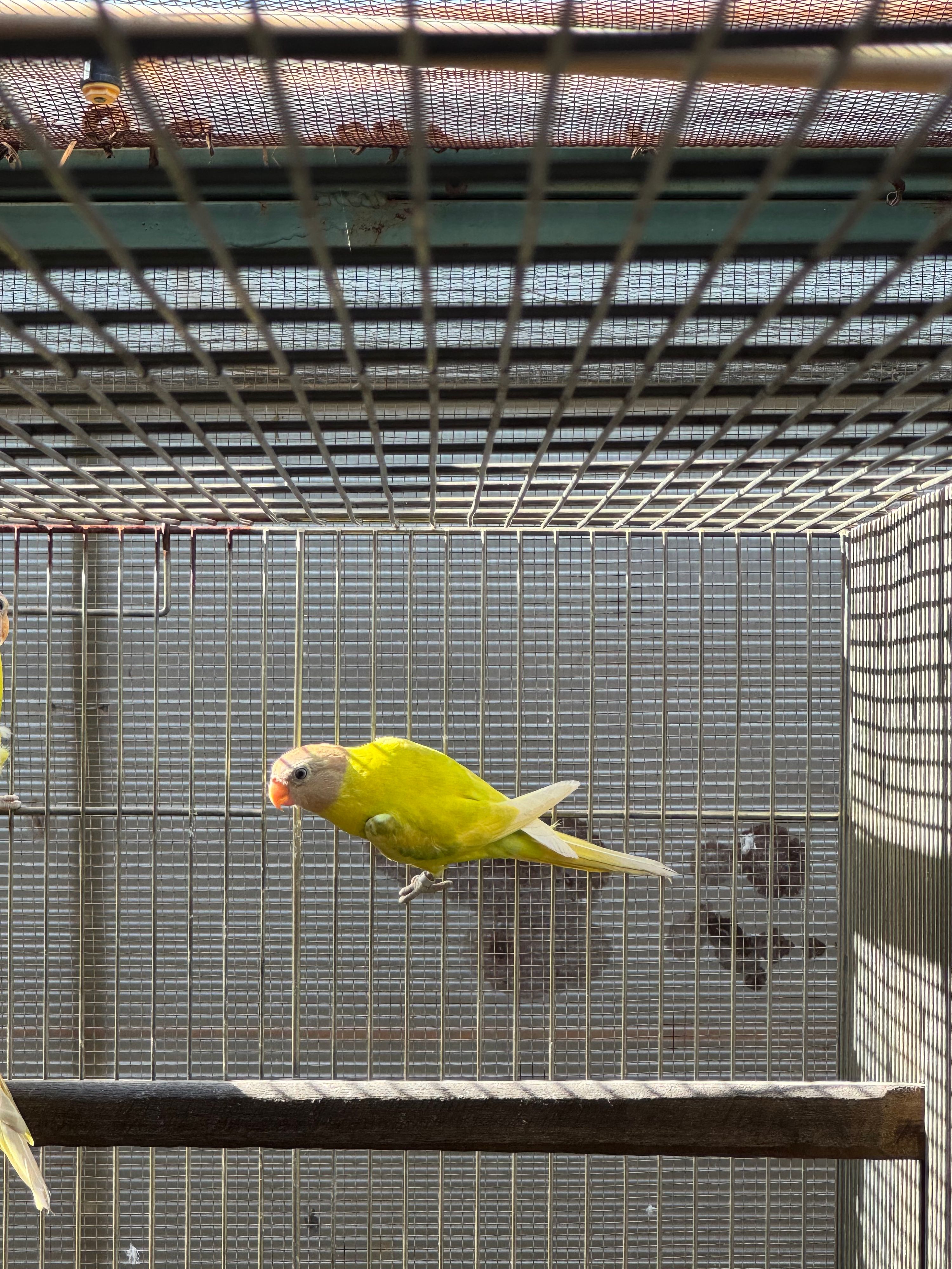 Fêmea Opalina Diluído 