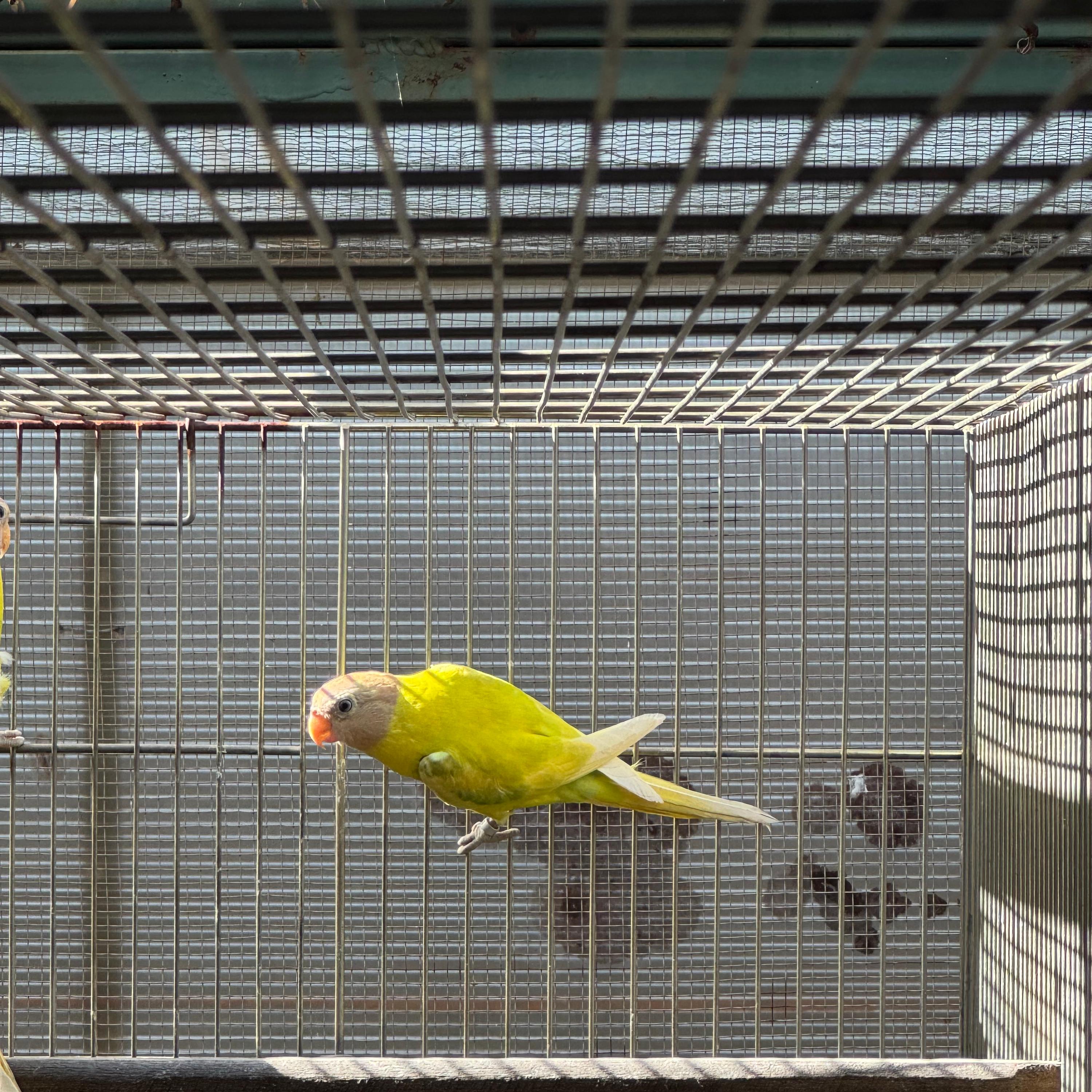 Imagem de Fêmea Opalina Diluído - 0