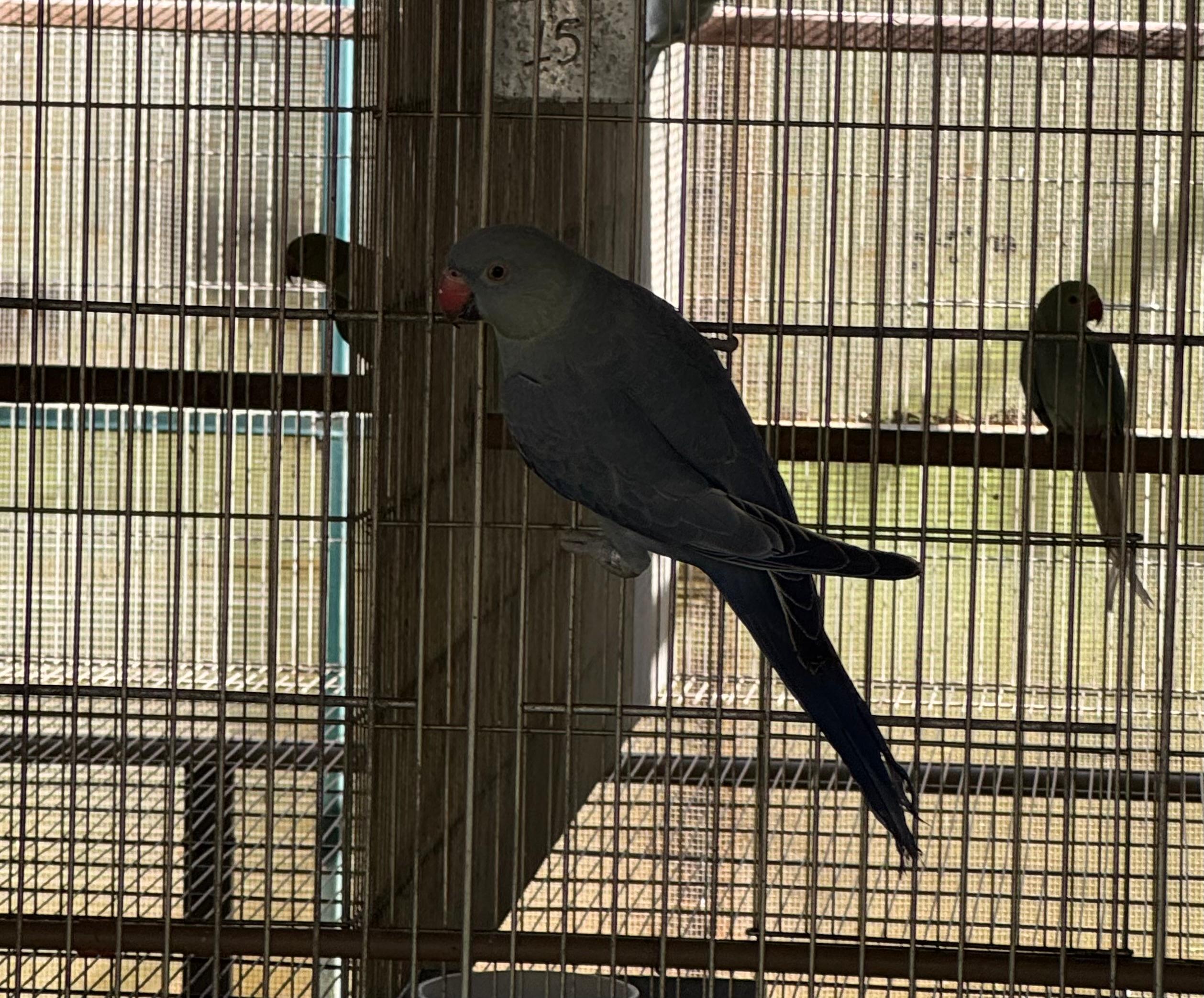 Fêmea Violeta Cobalto Esmeralda