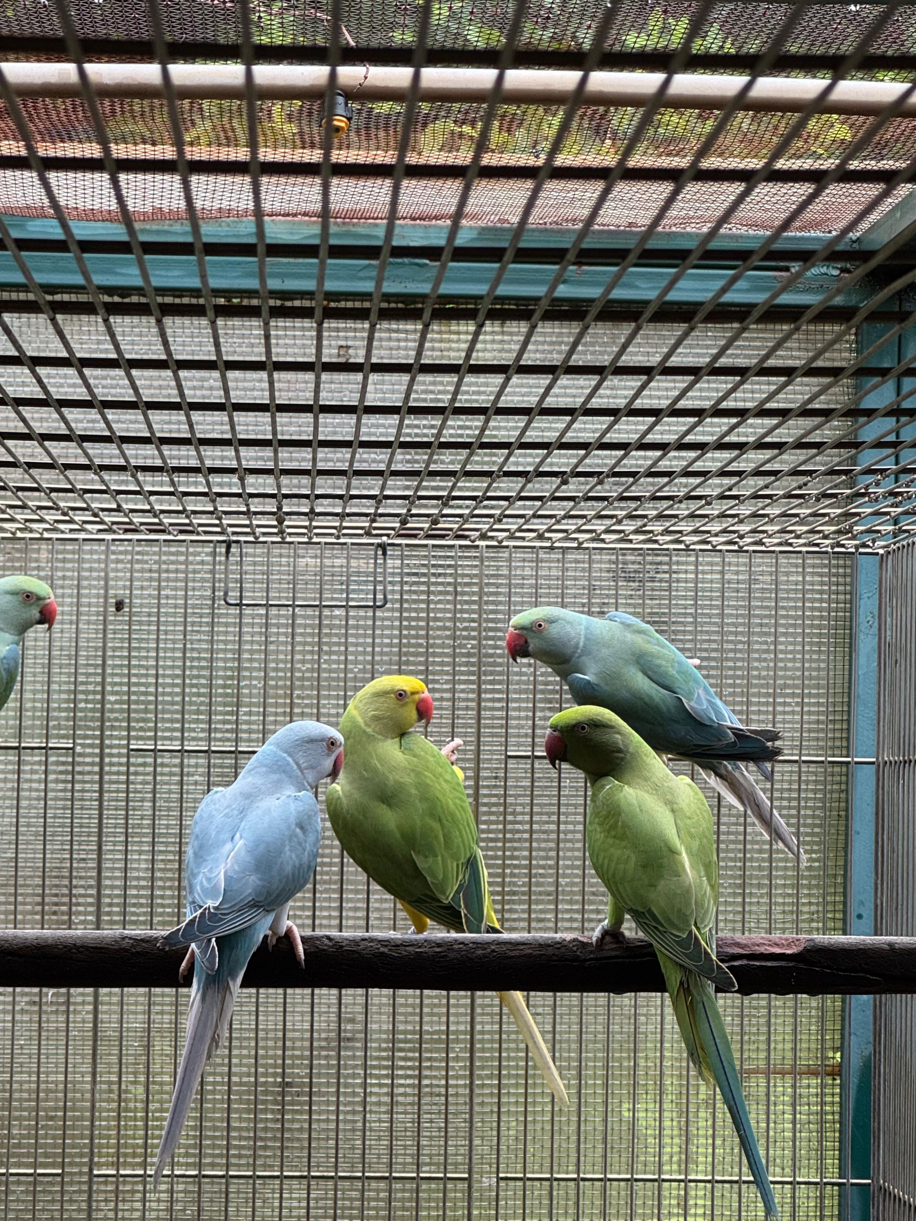 Macho Cleartail Azul/Opalino