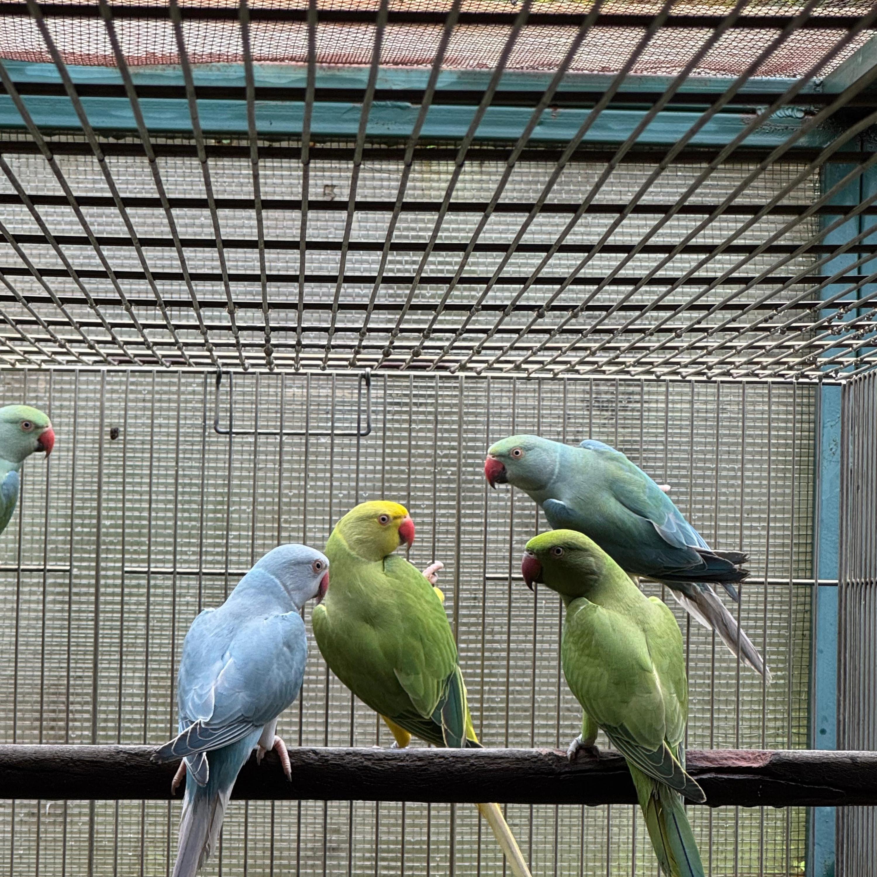 Imagem de Macho Cleartail Azul/Opalino - 0