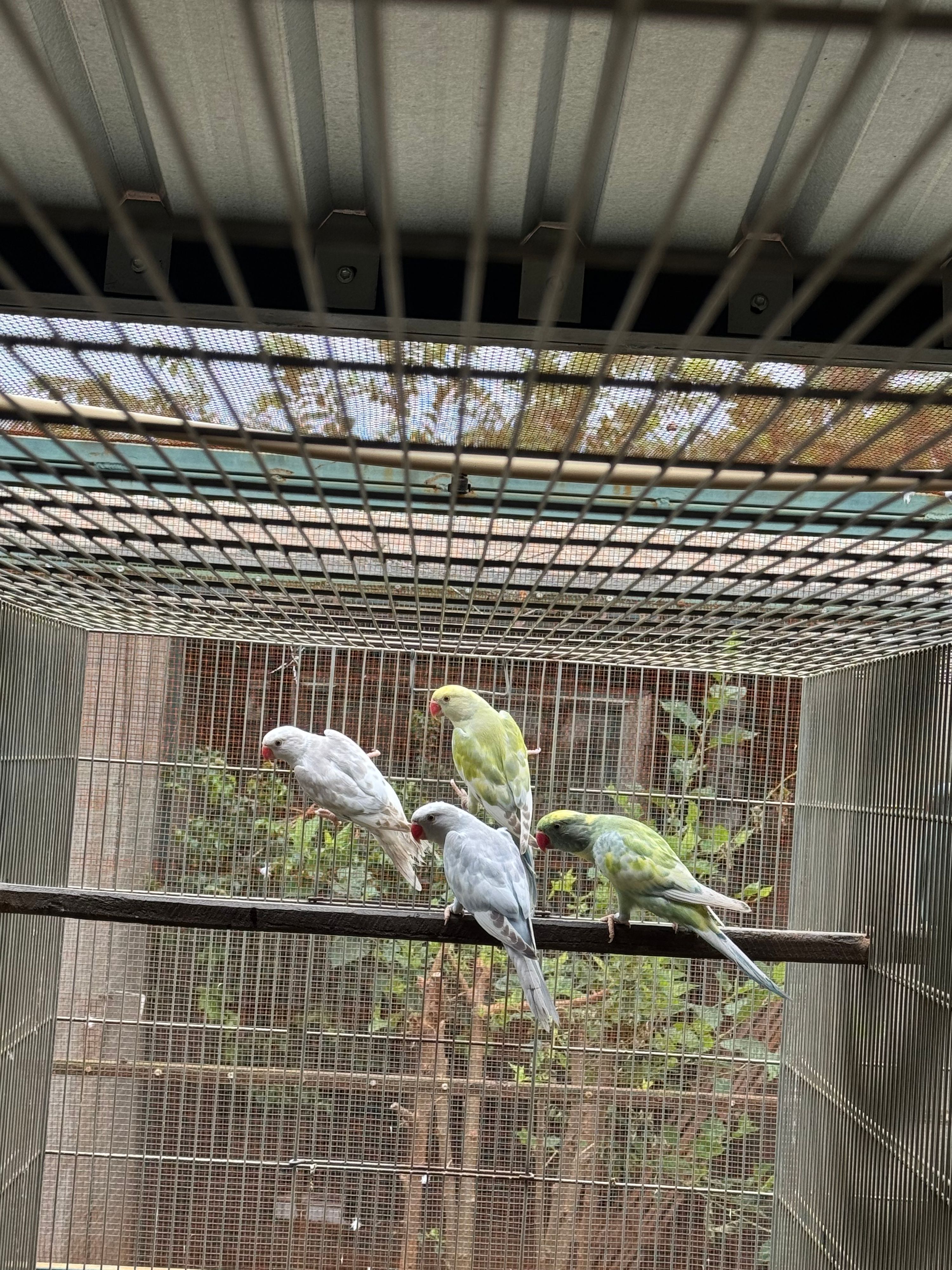 Fêmea Arl Recessivo Azul Canela