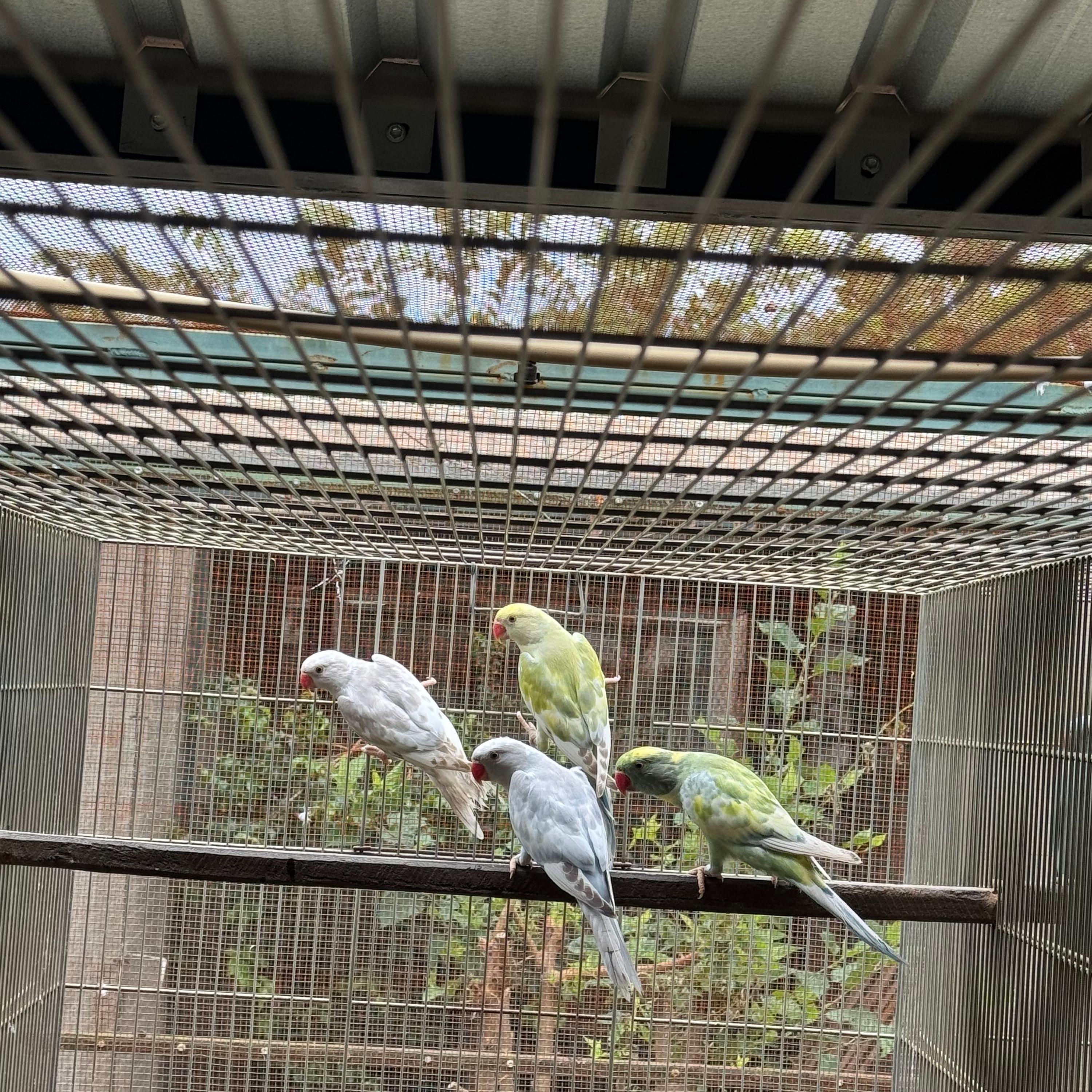 Thumbnail da imagem de Fêmea Arl Recessivo Azul Canela - 0