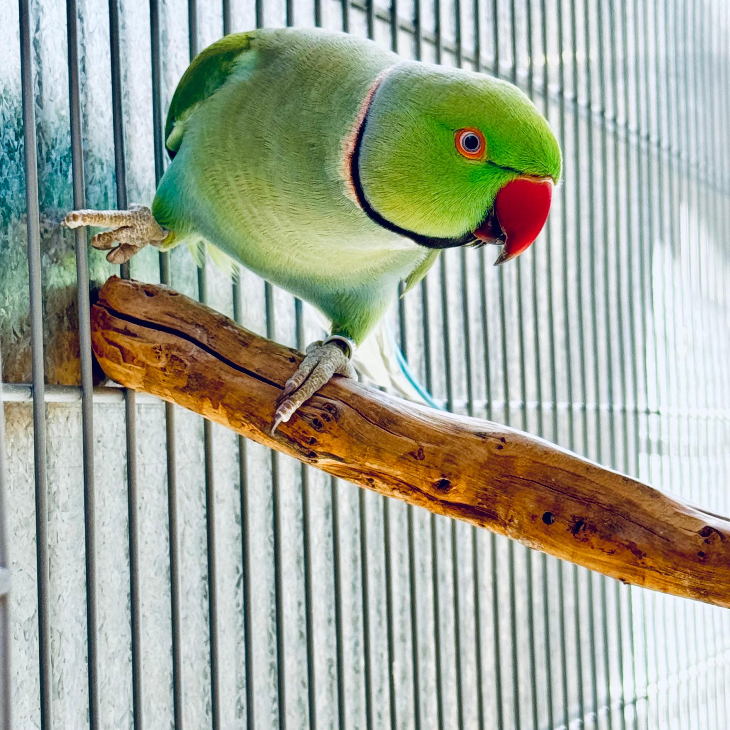 Thumbnail da imagem de Ring Neck - 0