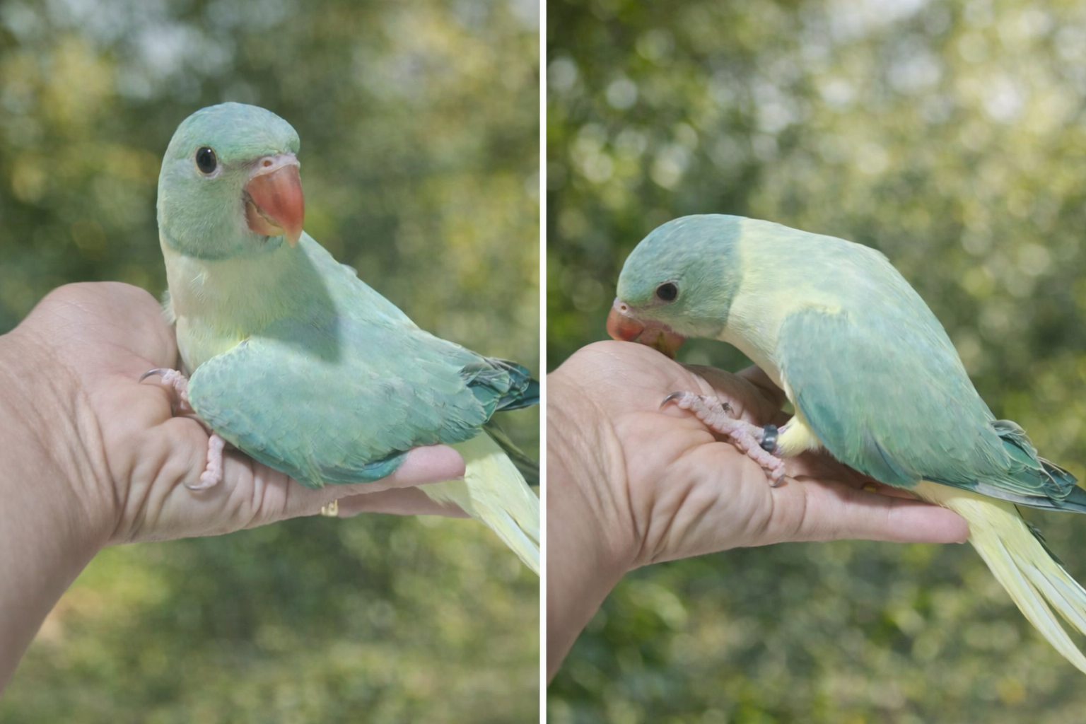 Thumbnail da imagem de Fêmea Opalina Cleartail esmeralda - 0