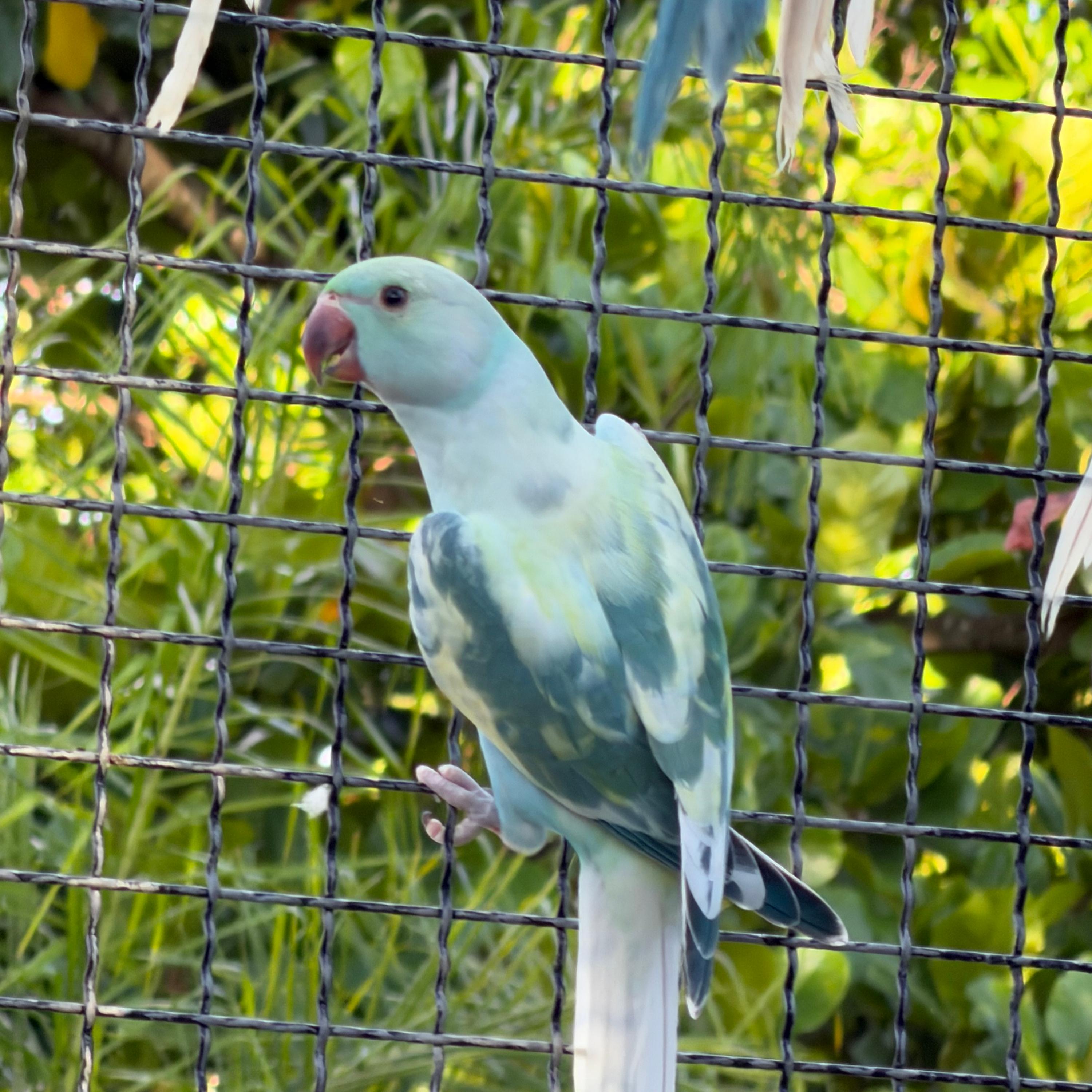 Thumbnail da imagem de Ring Neck - 2