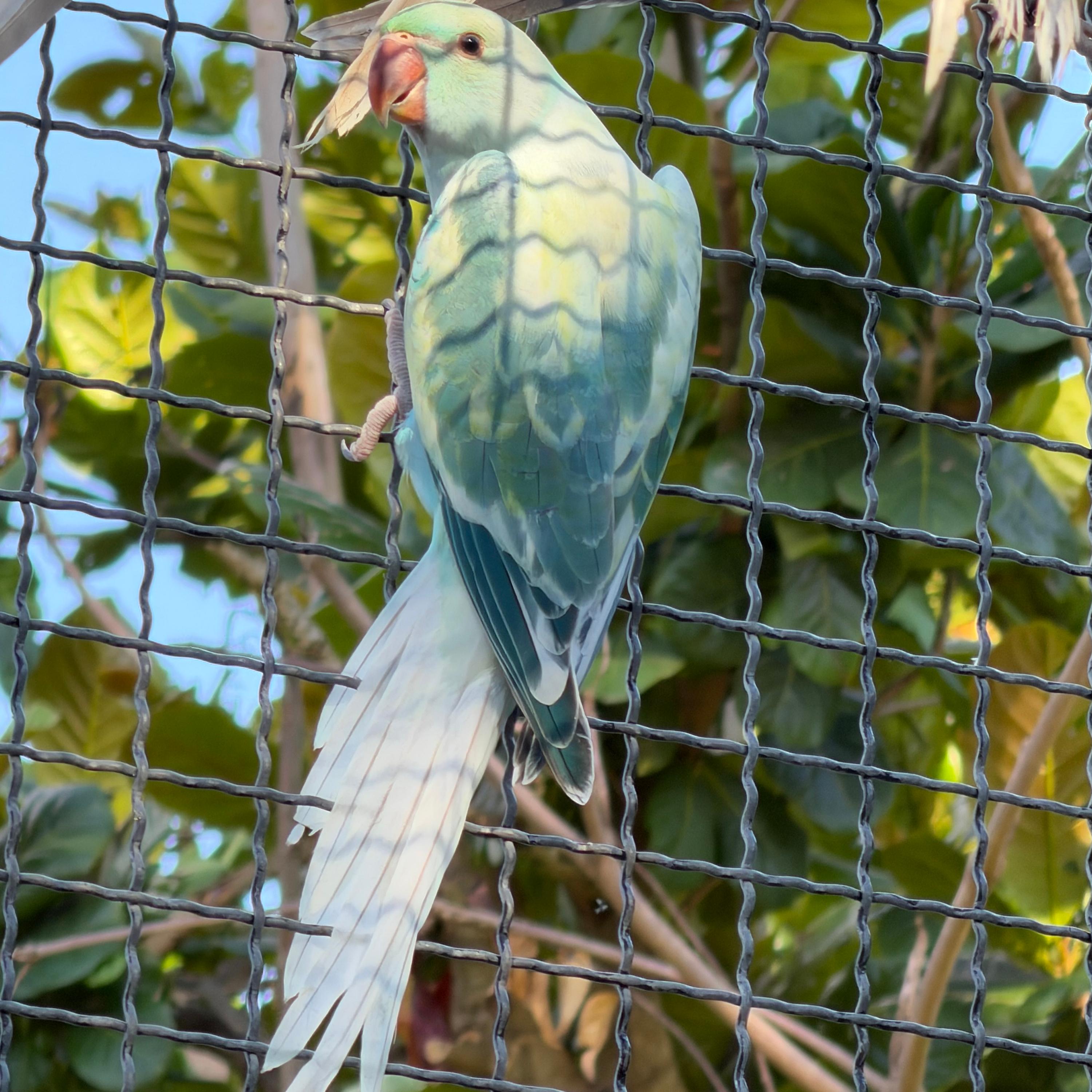 Imagem de Ring Neck - 3