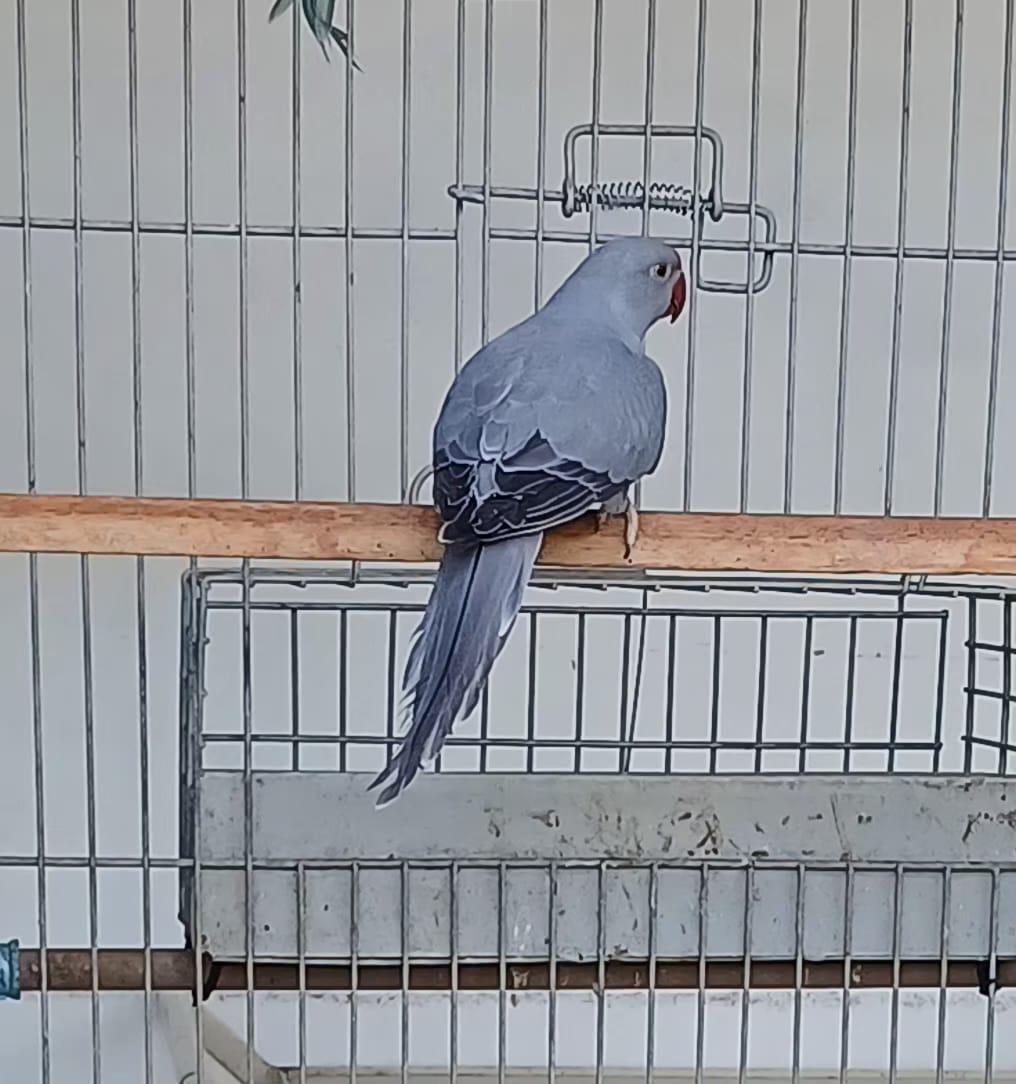 Imagem de Ring Neck - 1