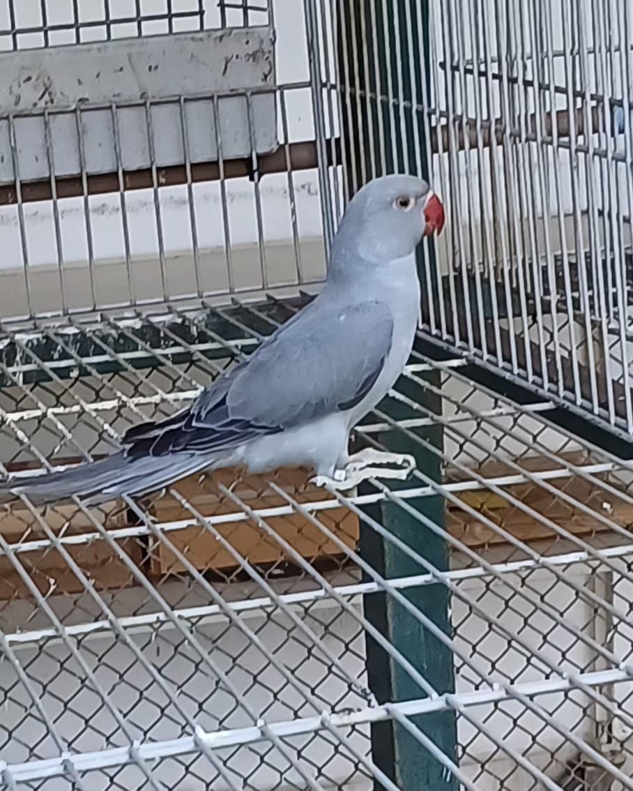 Ring Neck Cinza portando cleartail 