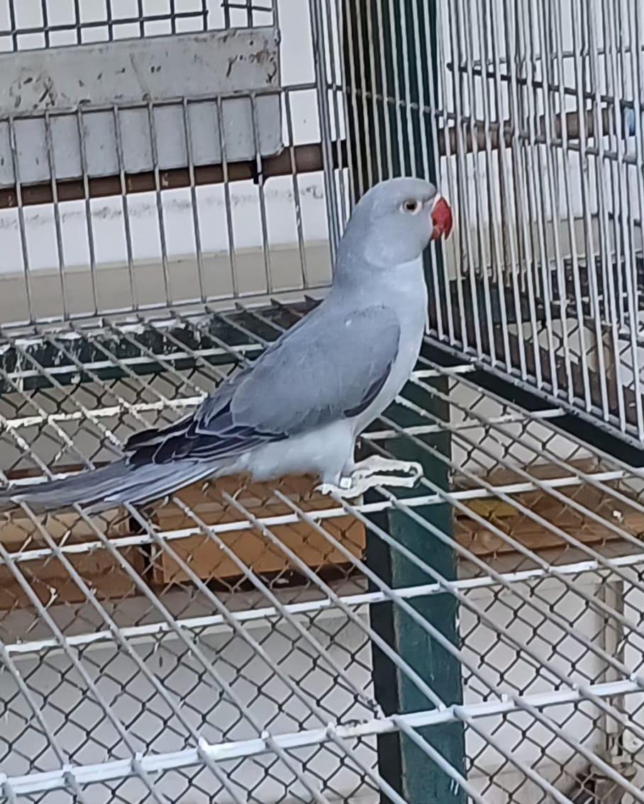 Ring Neck Cinza portando cleartail