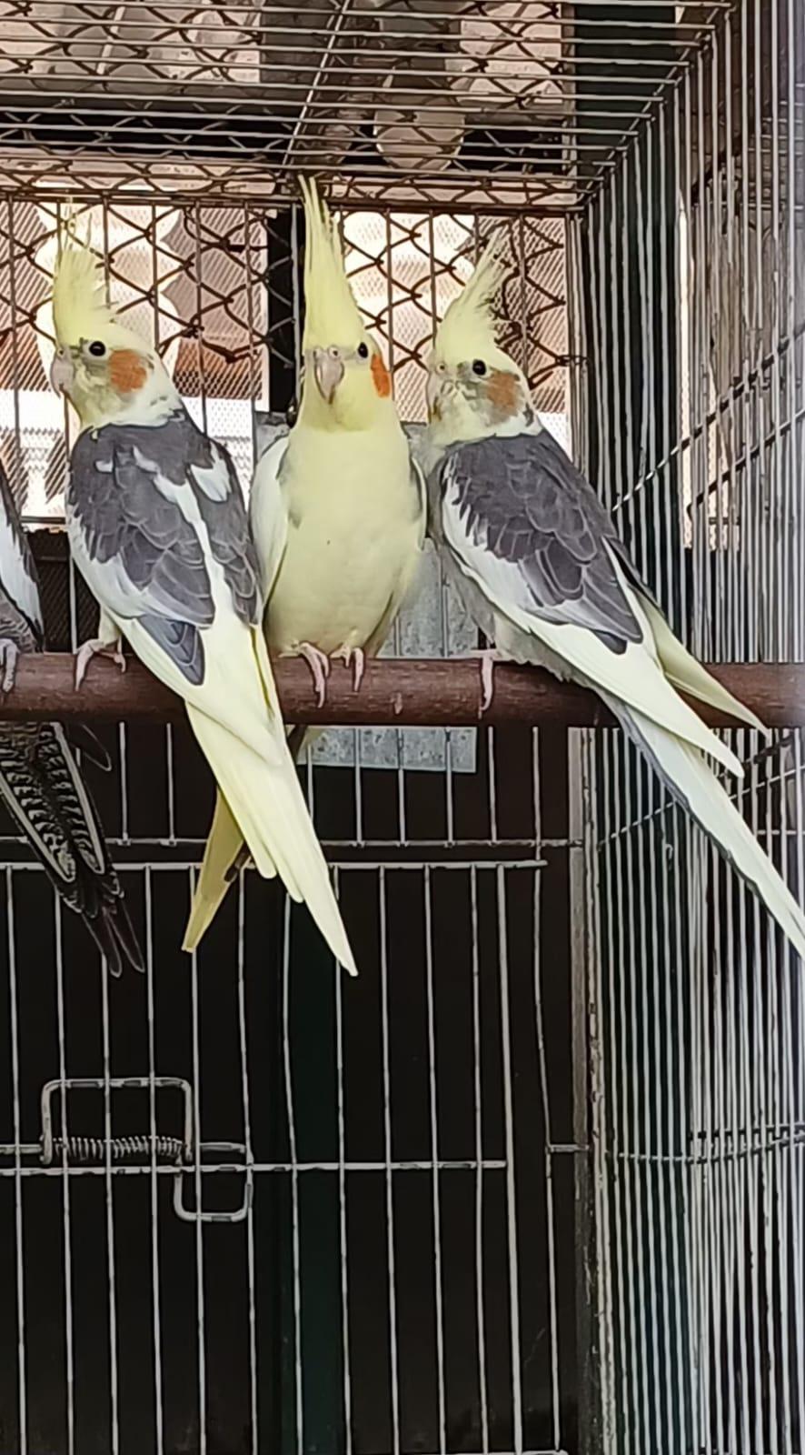 Thumbnail da imagem de Calopsita - 1