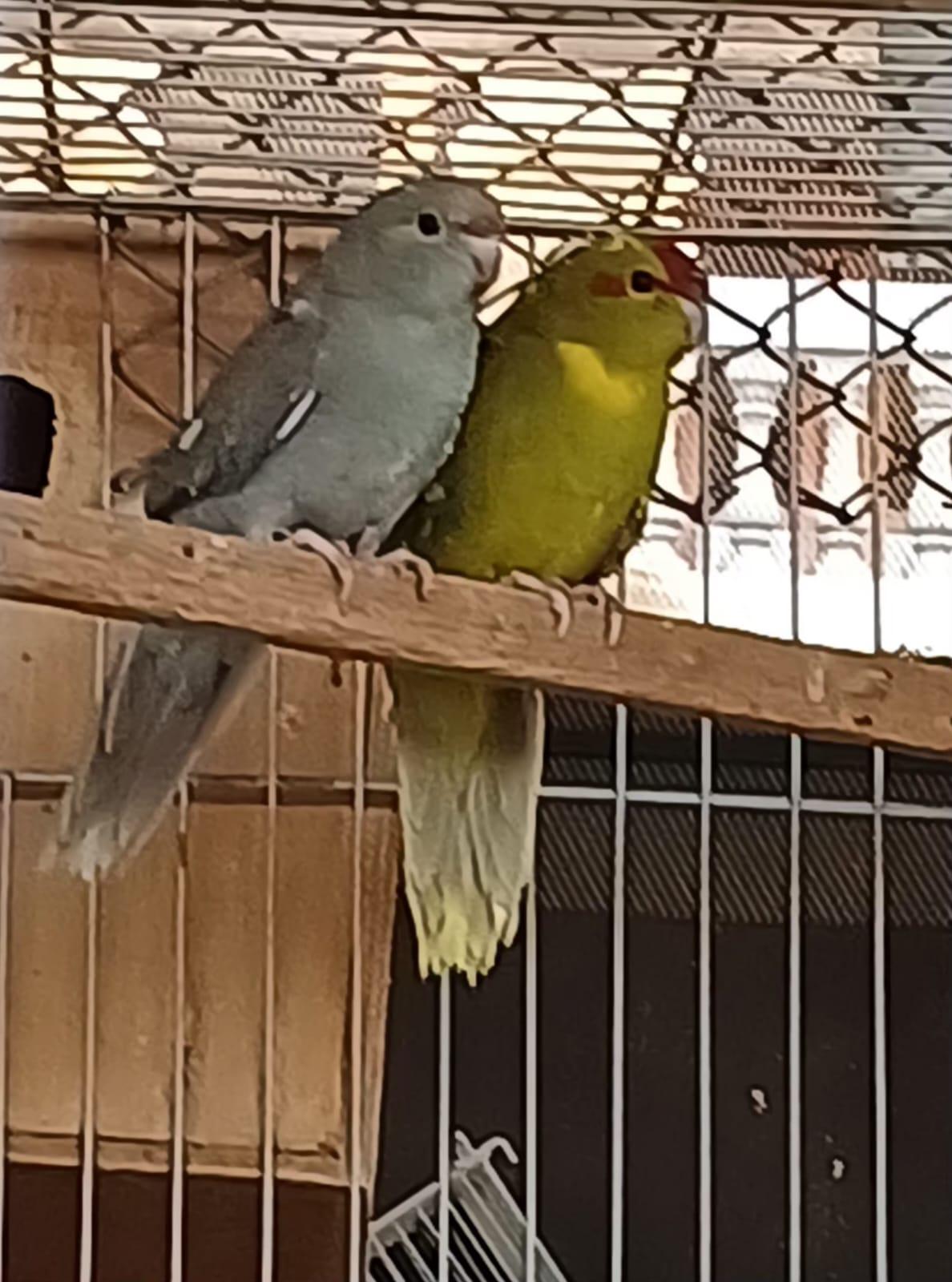 Kakariki Arlequim canela ( turquesa e verde )