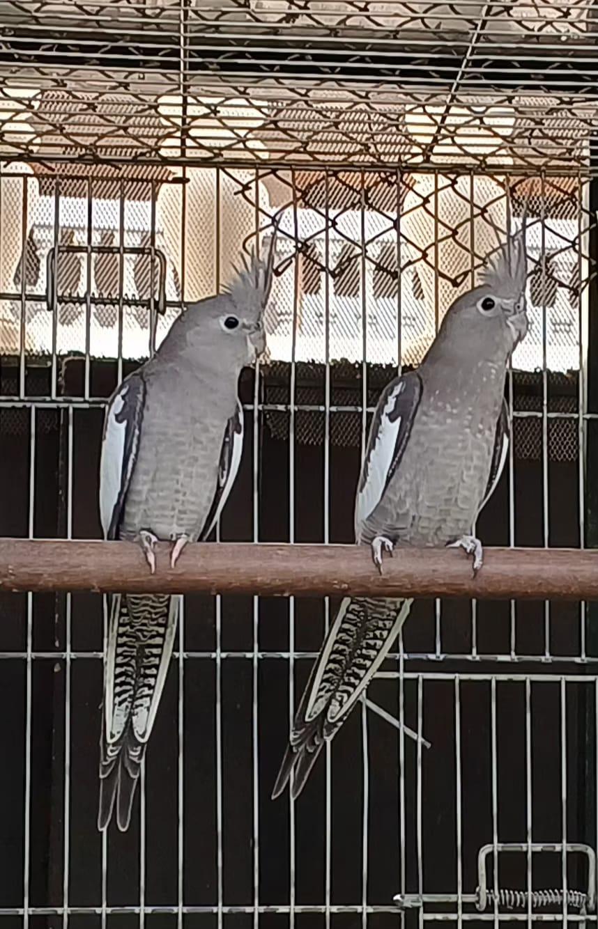 Imagem de Calopsita - 0