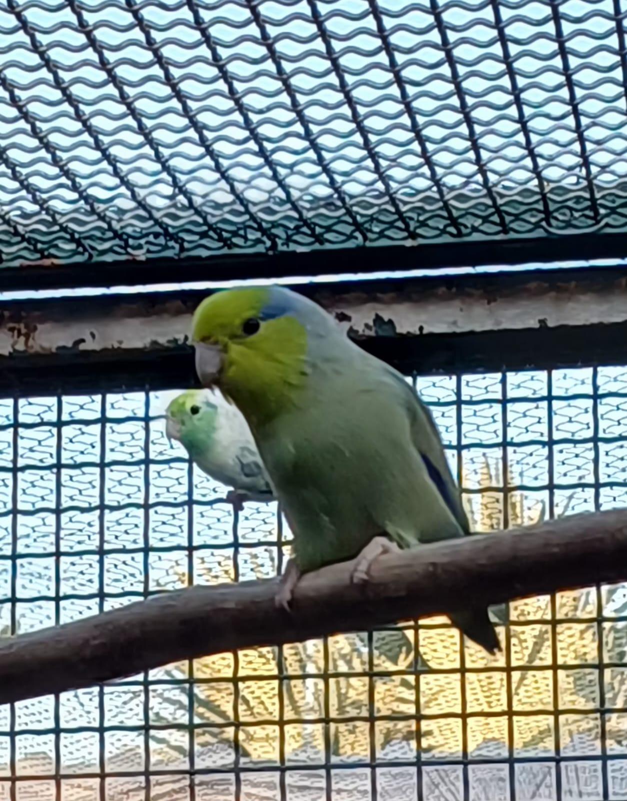 Forpus Verde Jade