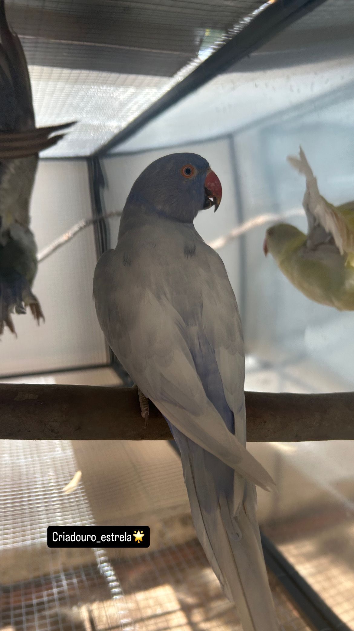 RING NECK-  Violeta Opalina dominante