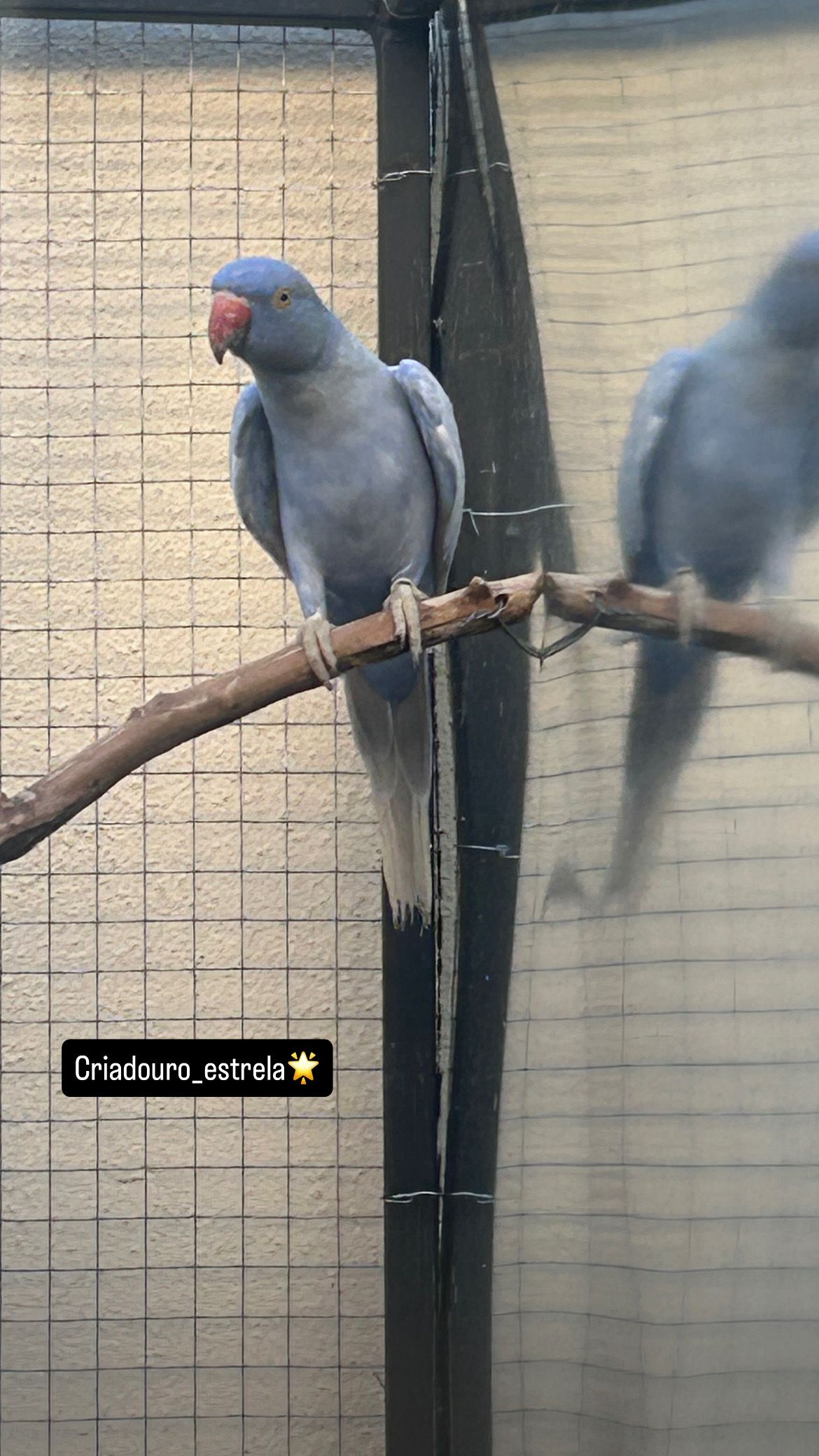 RING NECK-  Violeta Opalina dominante